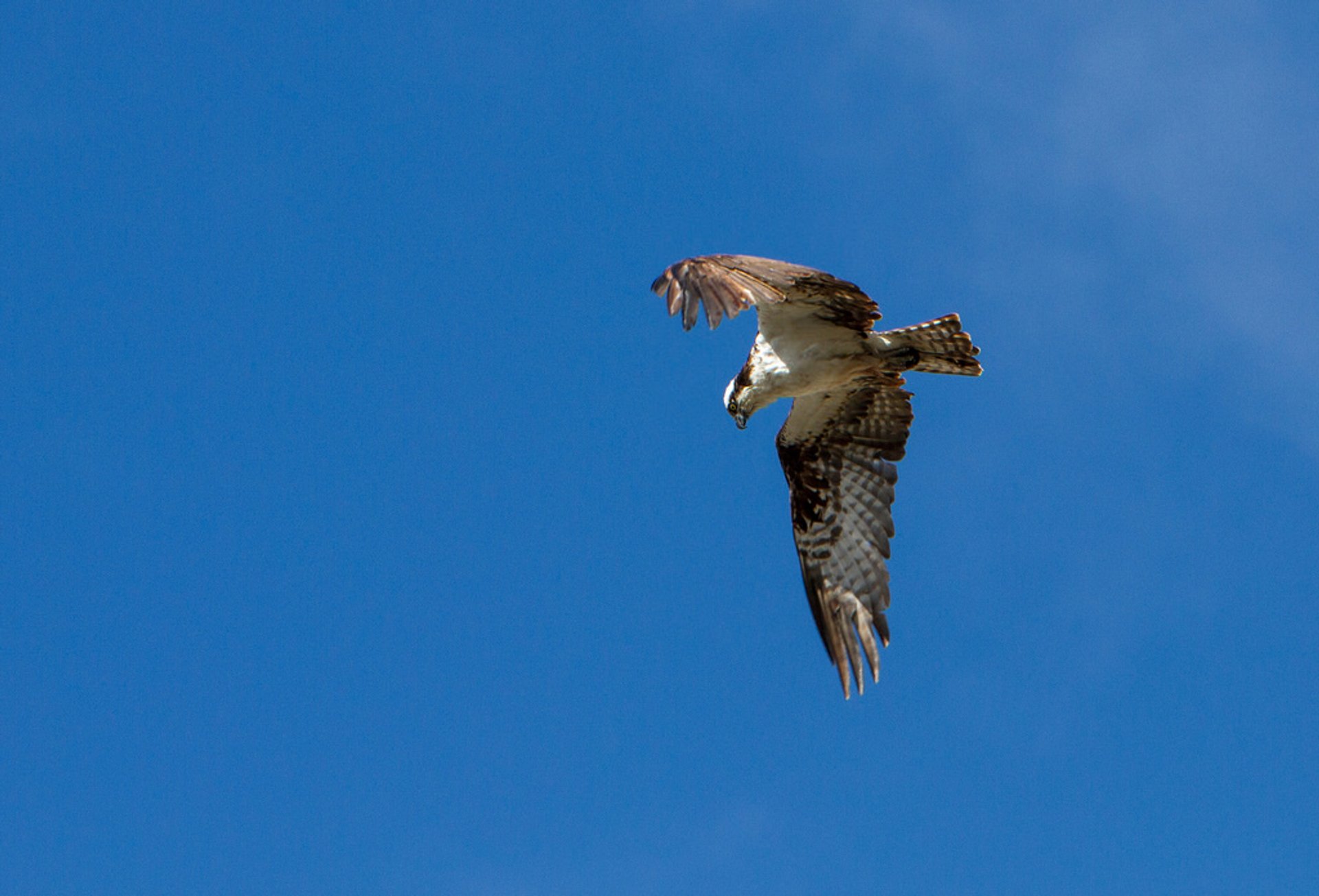 Vogelbeobachtung