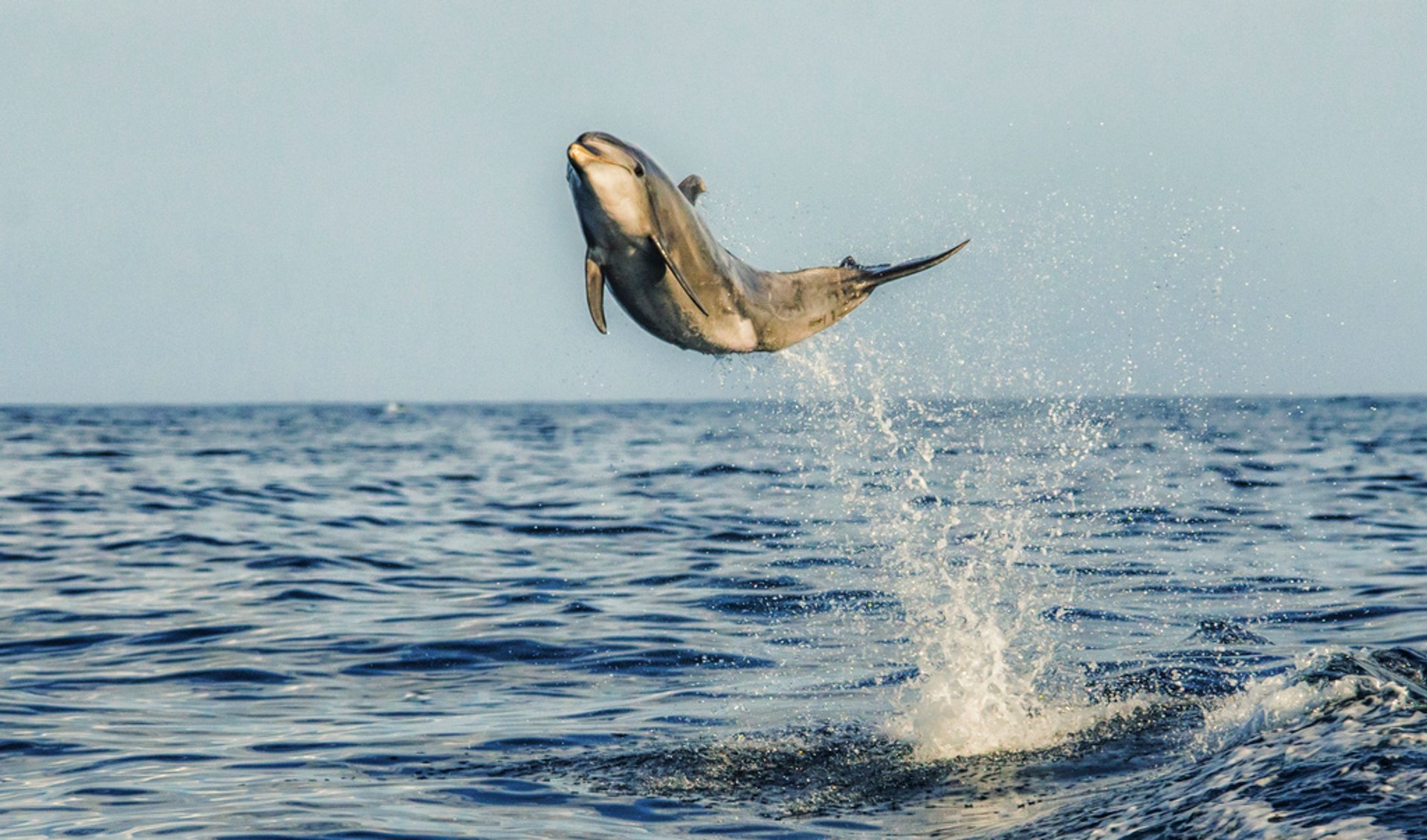 Avistamiento de ballenas y delfines