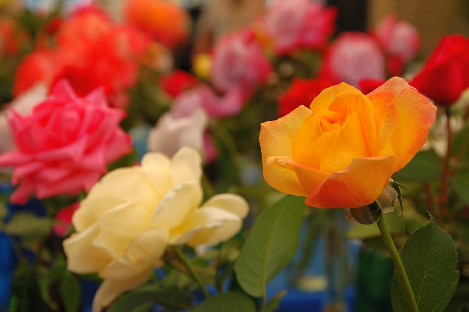 Rose Blooming en Victoria State Rose Garden