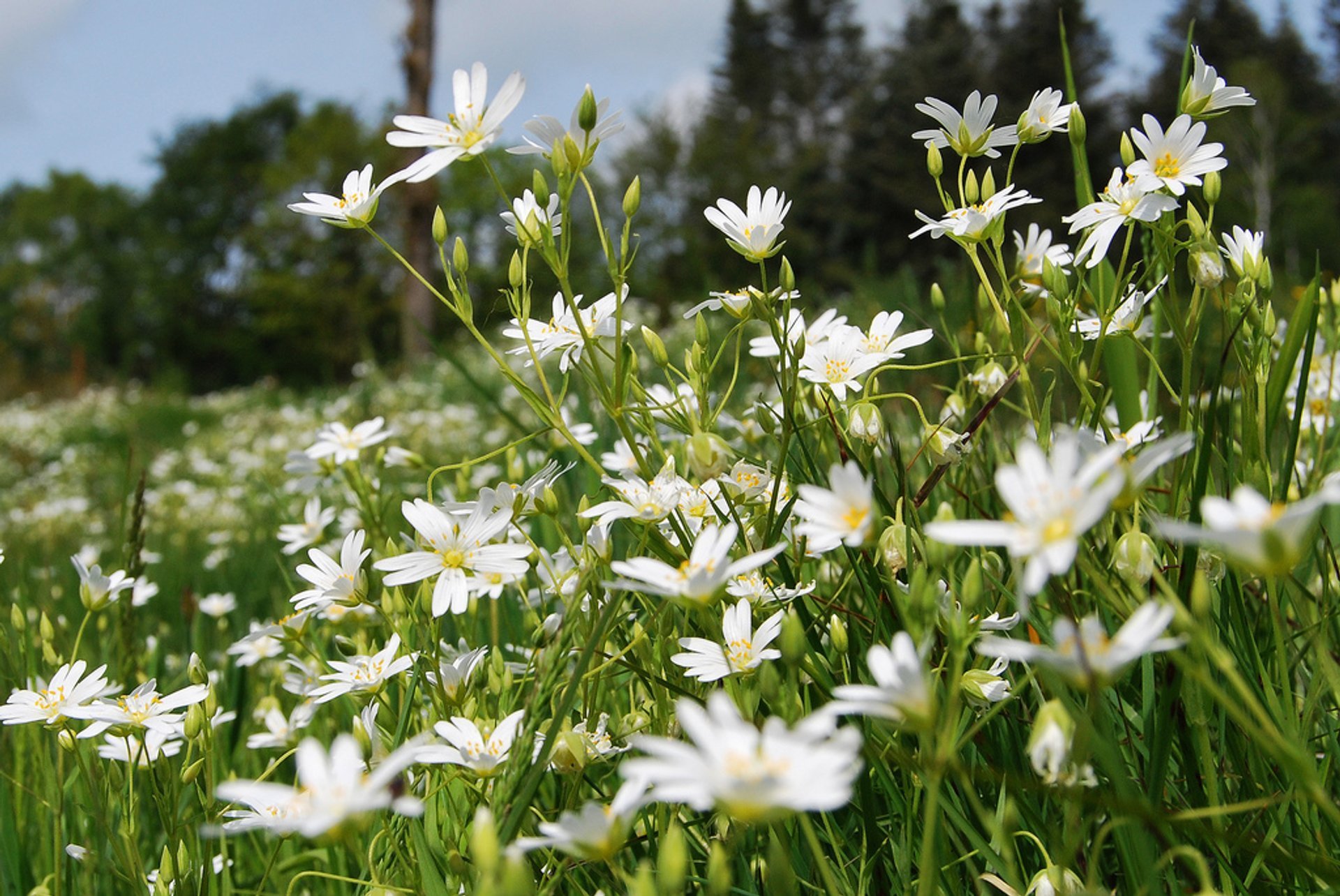 Campos de flores