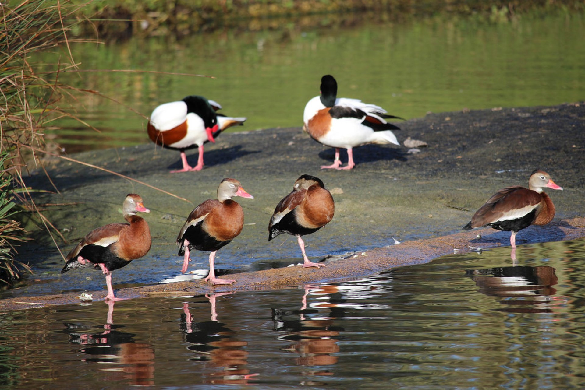 Vogelbeobachtung