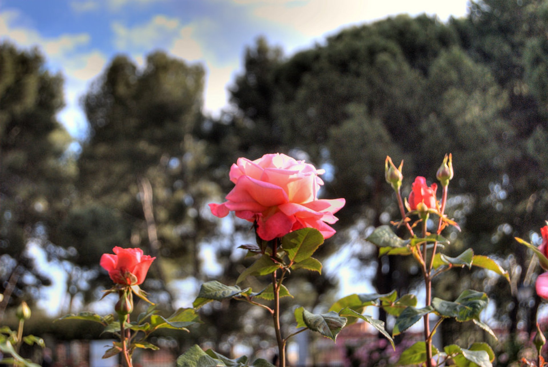 La Rosaleda (Rose Garden)