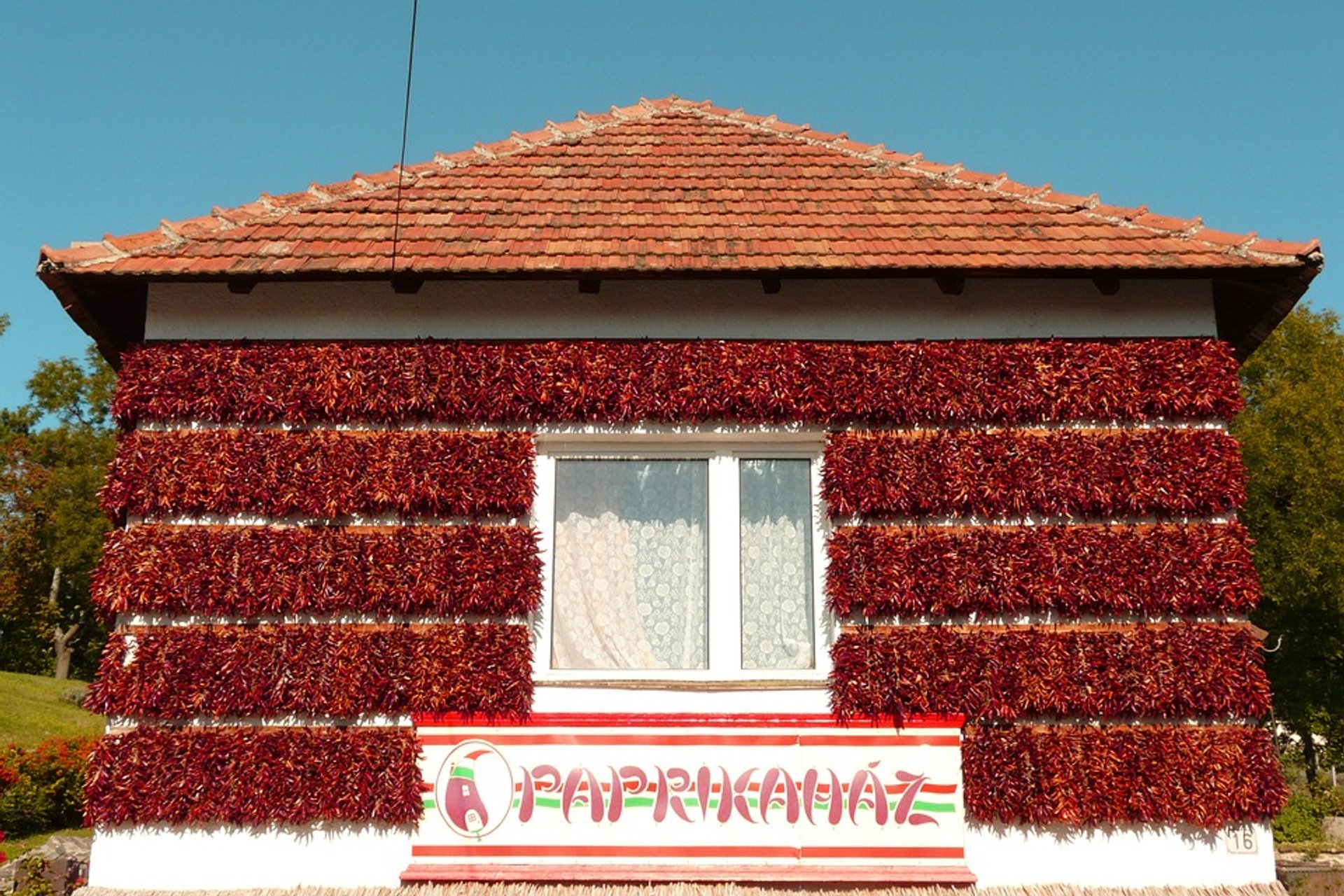 Raccolta della paprika