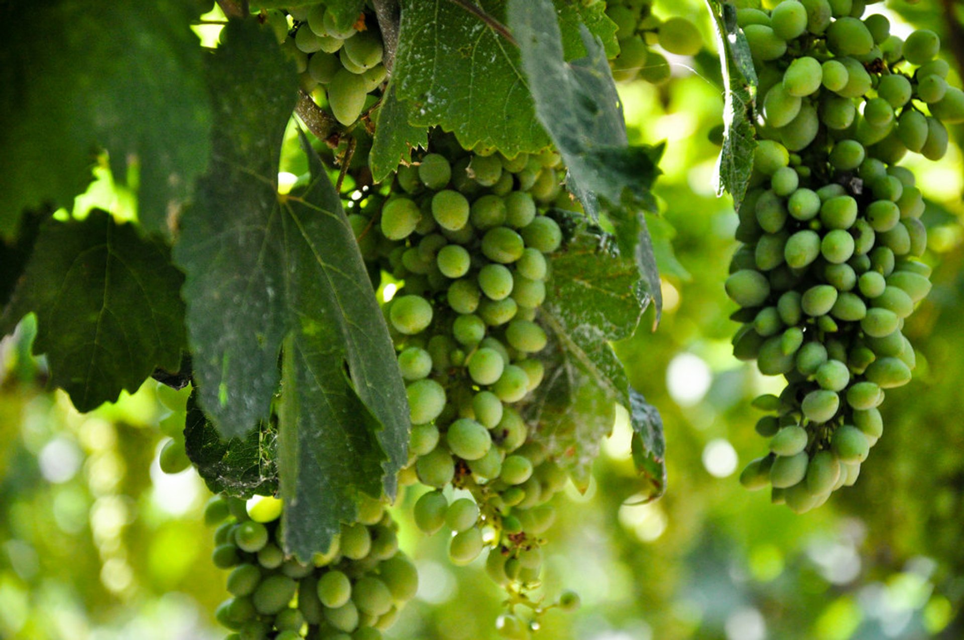 Grape Harvest