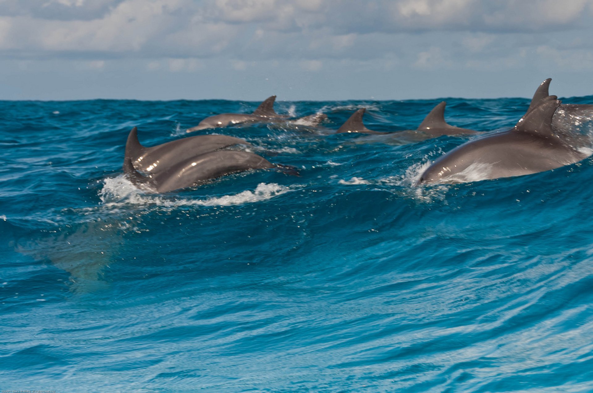 Nadando con delfines