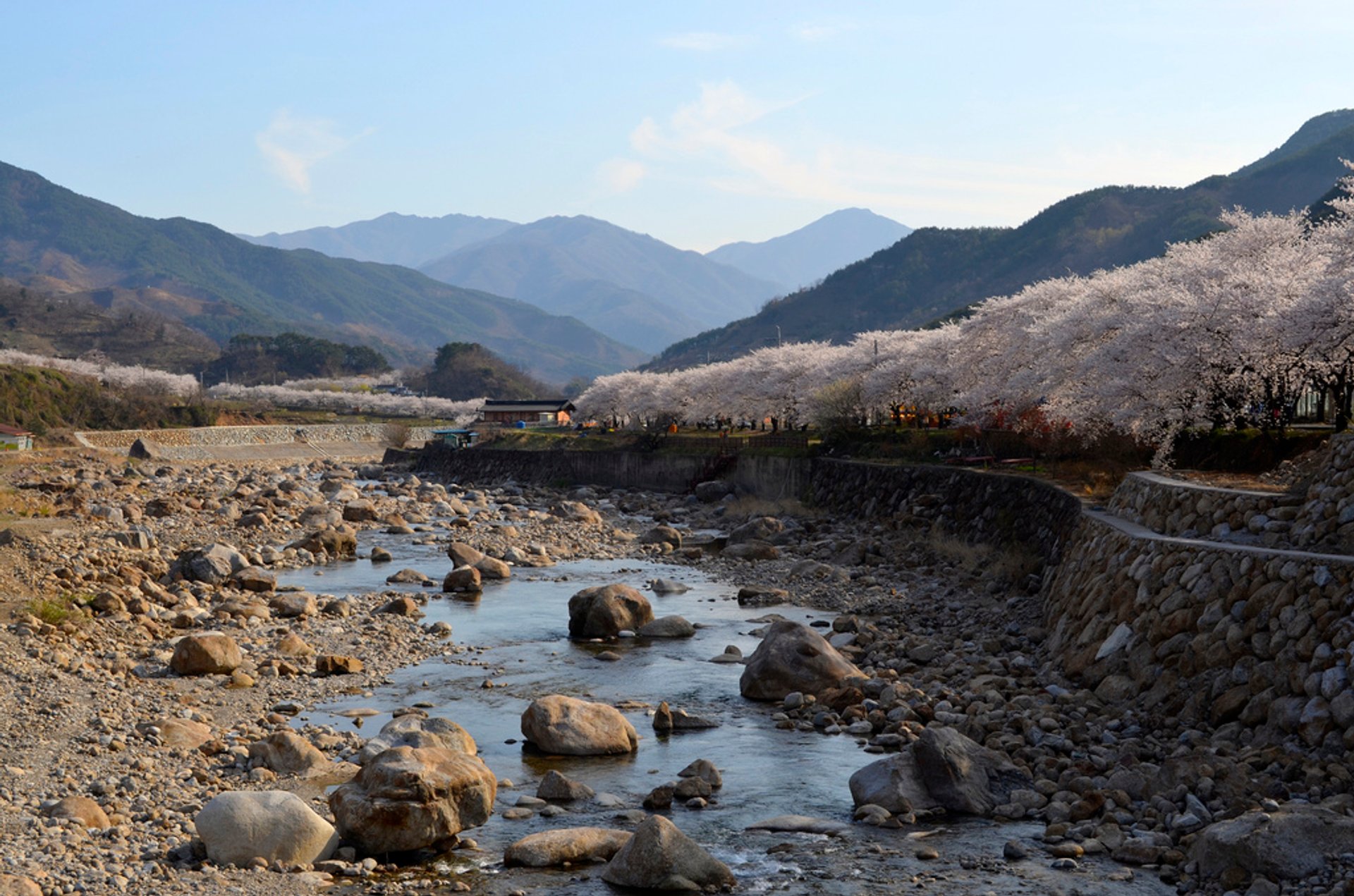 Cherry Blossom Season in Japan and Korea