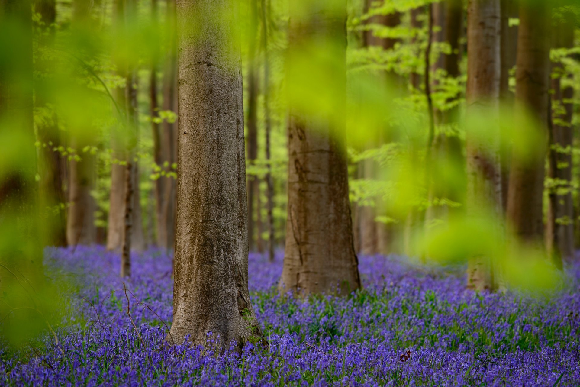 Hallerbos