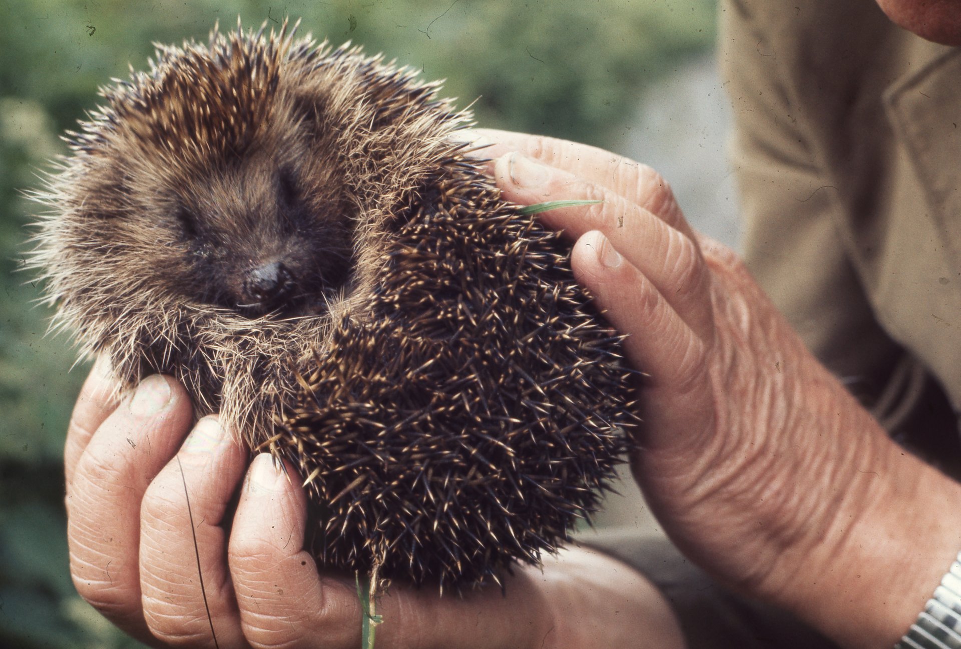 Sauvetage de Hedgehog