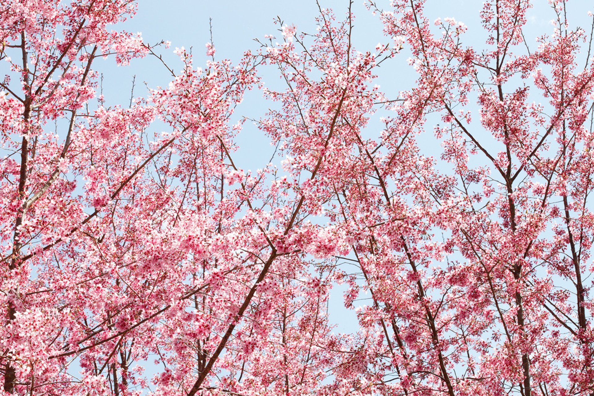 Taonga Cherry Blossom,Design Kitchen Online Free
