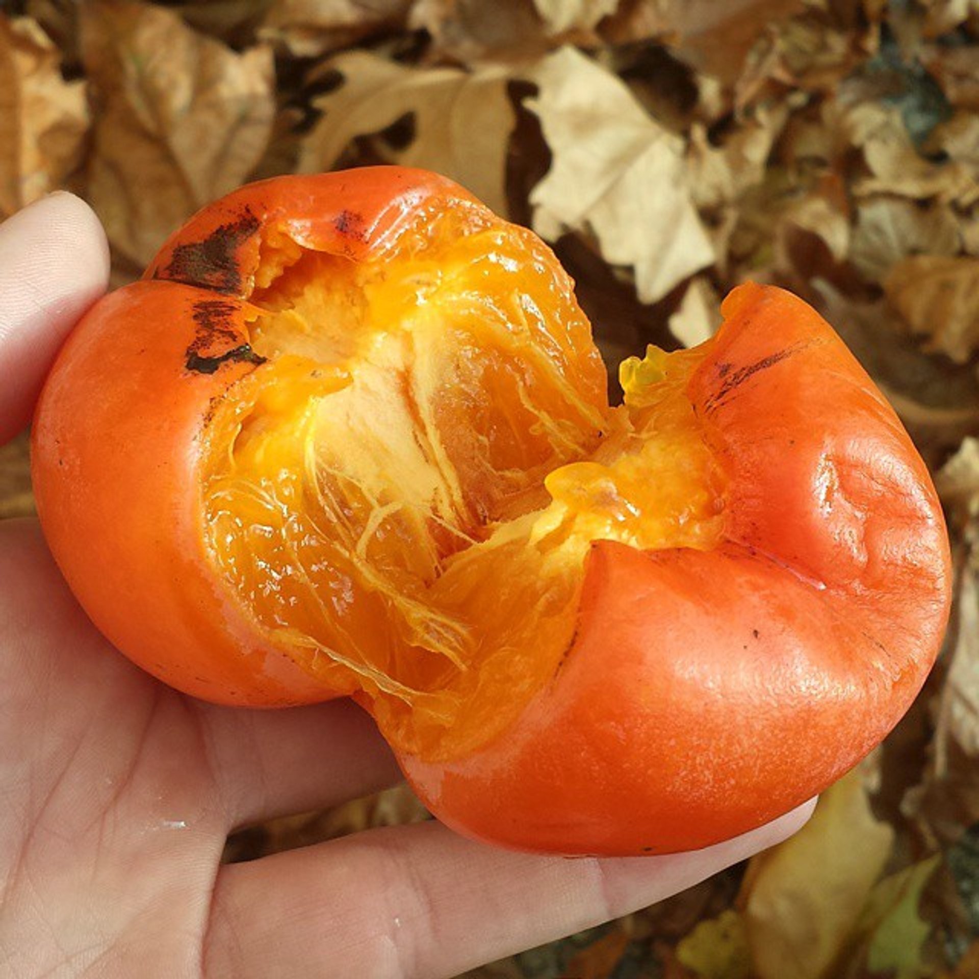 Persimmon Season