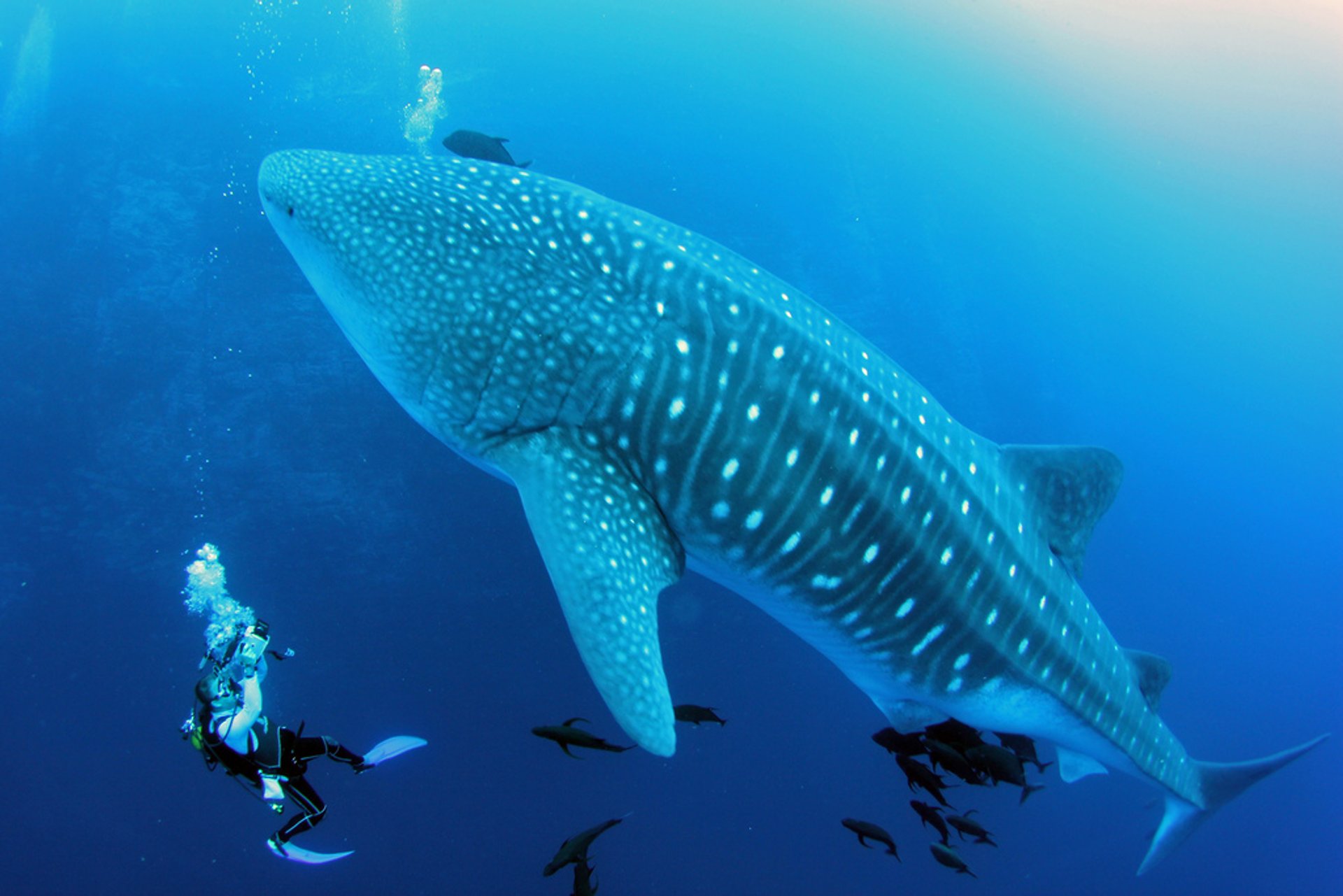 Nadar con tiburones ballena