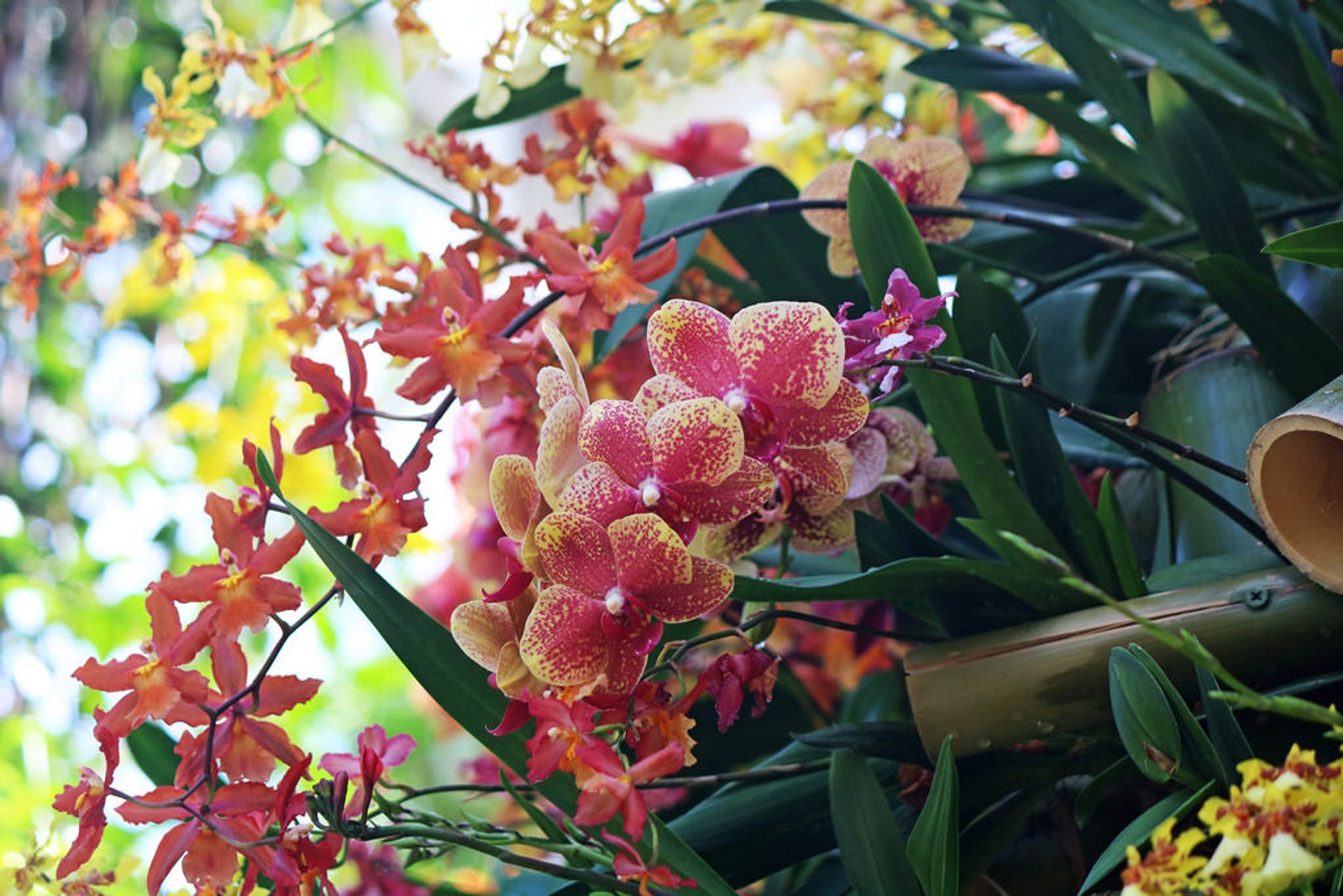 Ny Botanical Garden Orchid Show 2024 Erma Odetta