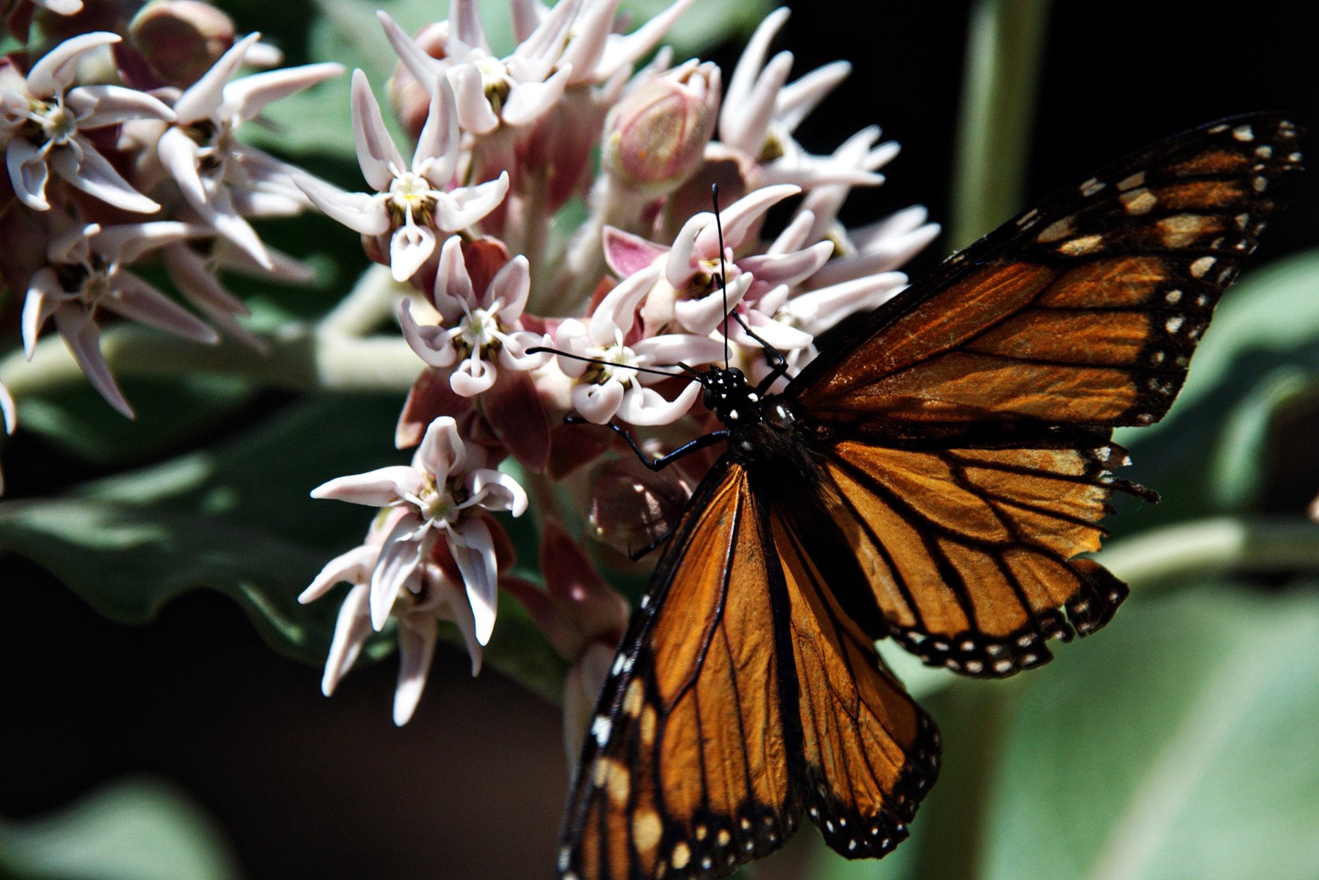 Asclepias e farfalli monarci