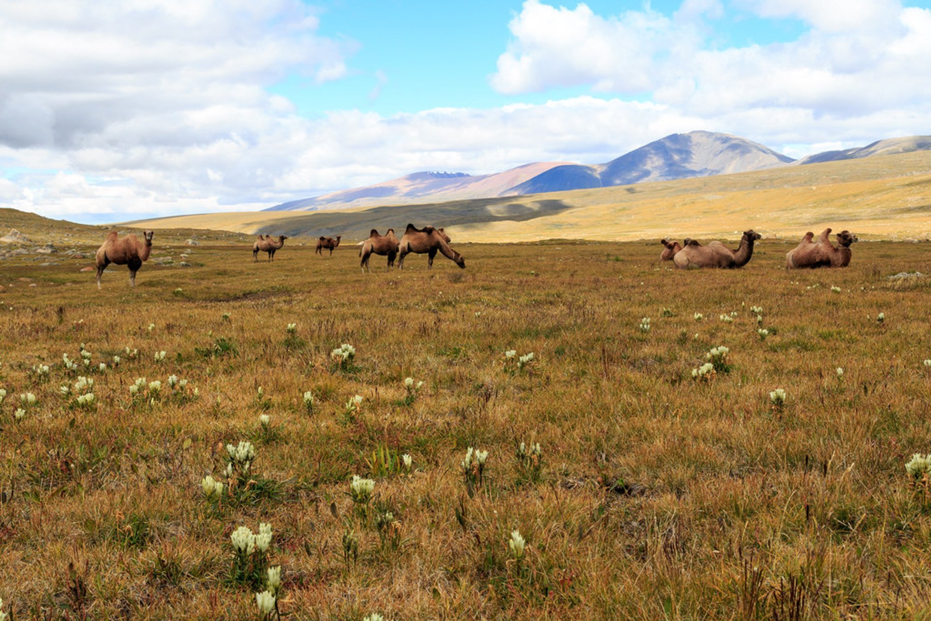 Wildflowers of Steppes