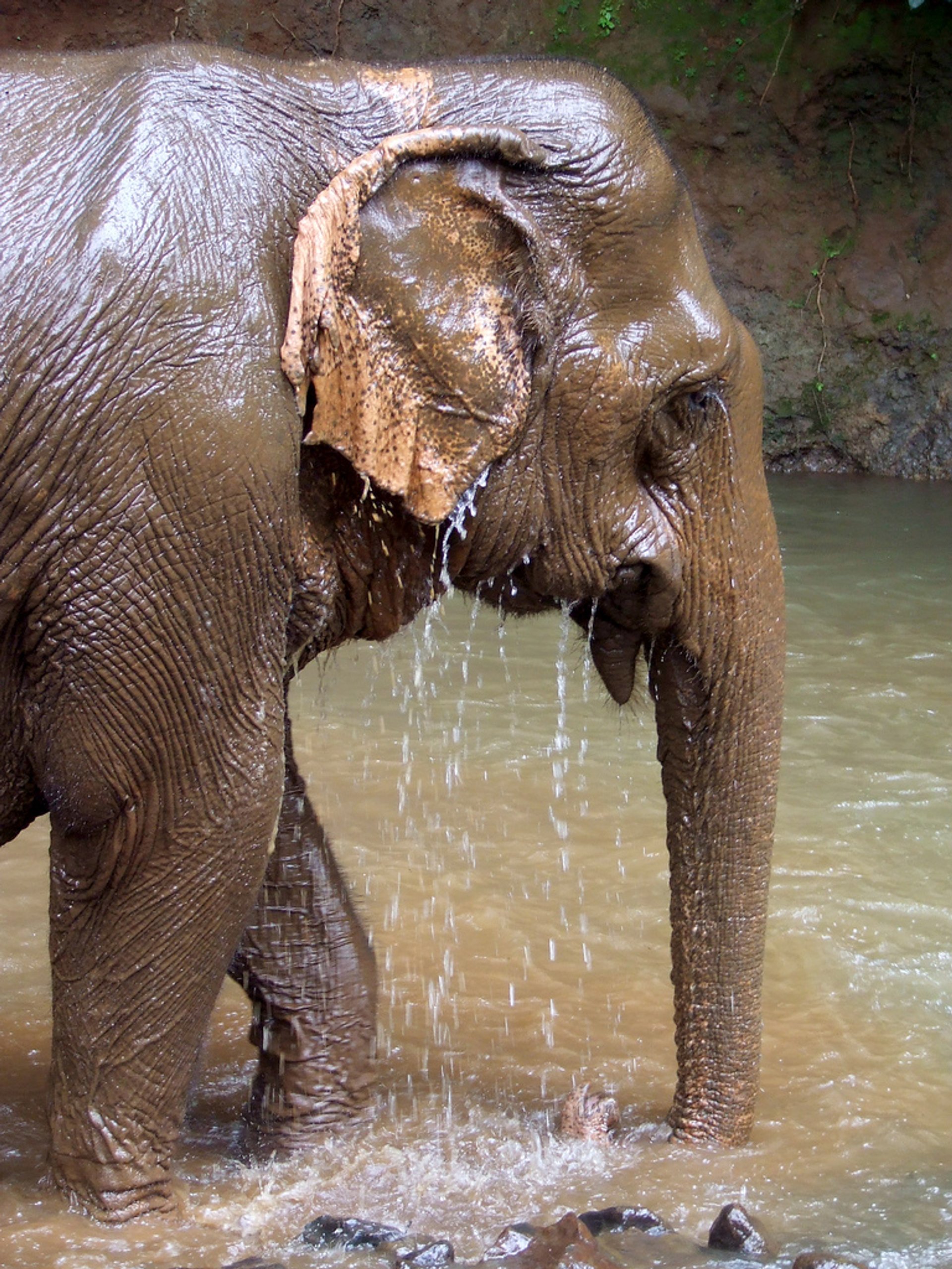 Ein Elefant waschen