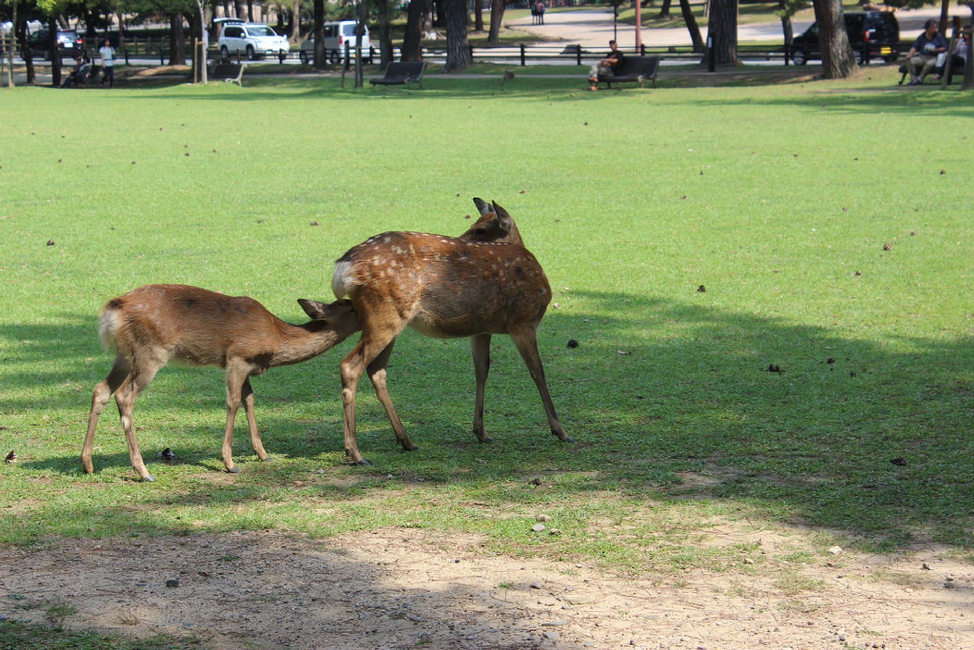 Baby Hirsch im Nara Park