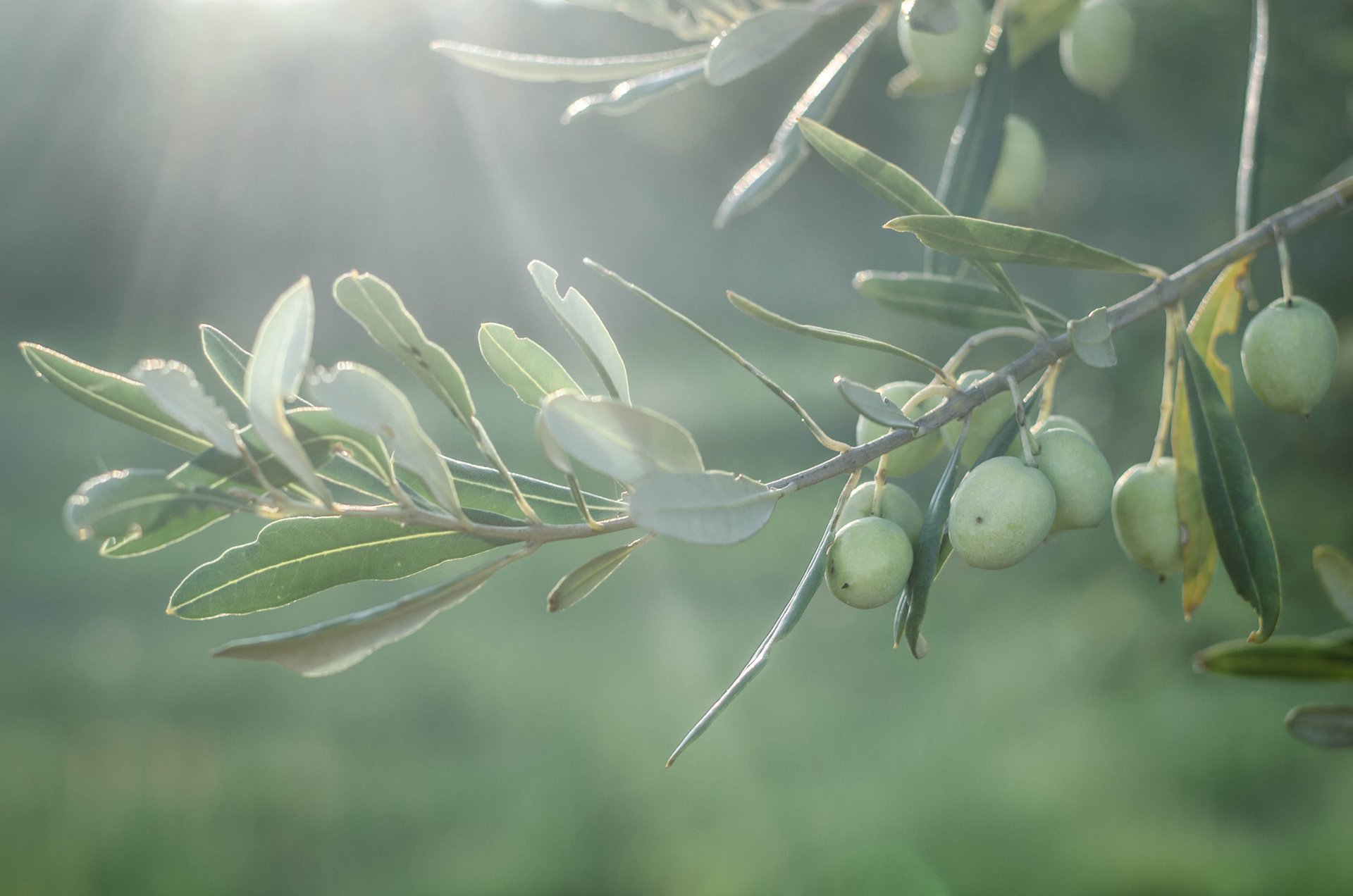 Récolte des olives