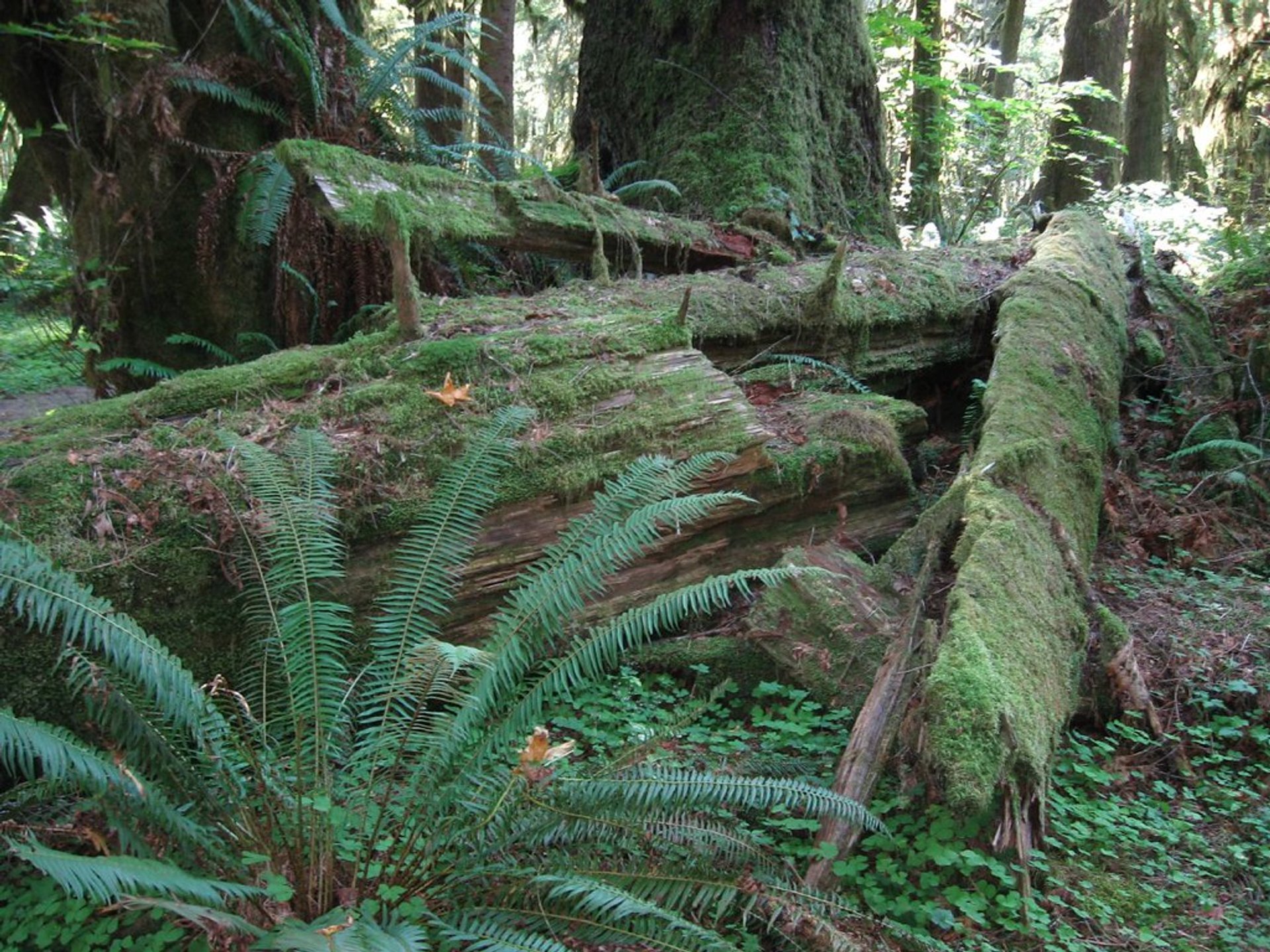 Randonnée vers les grands arbres