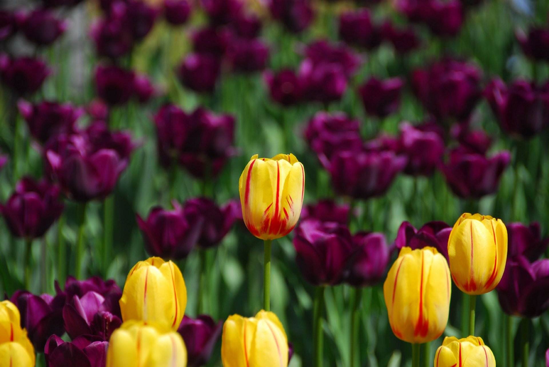 Kanadisches Tulpenfest (Canadian Tulip Festival)