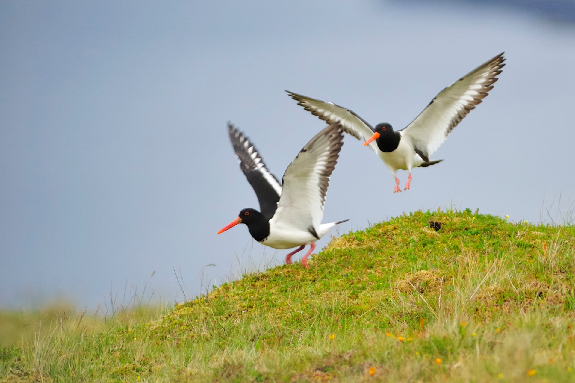 Grækarismessa: L'arrivo degli Oyster-Catchers