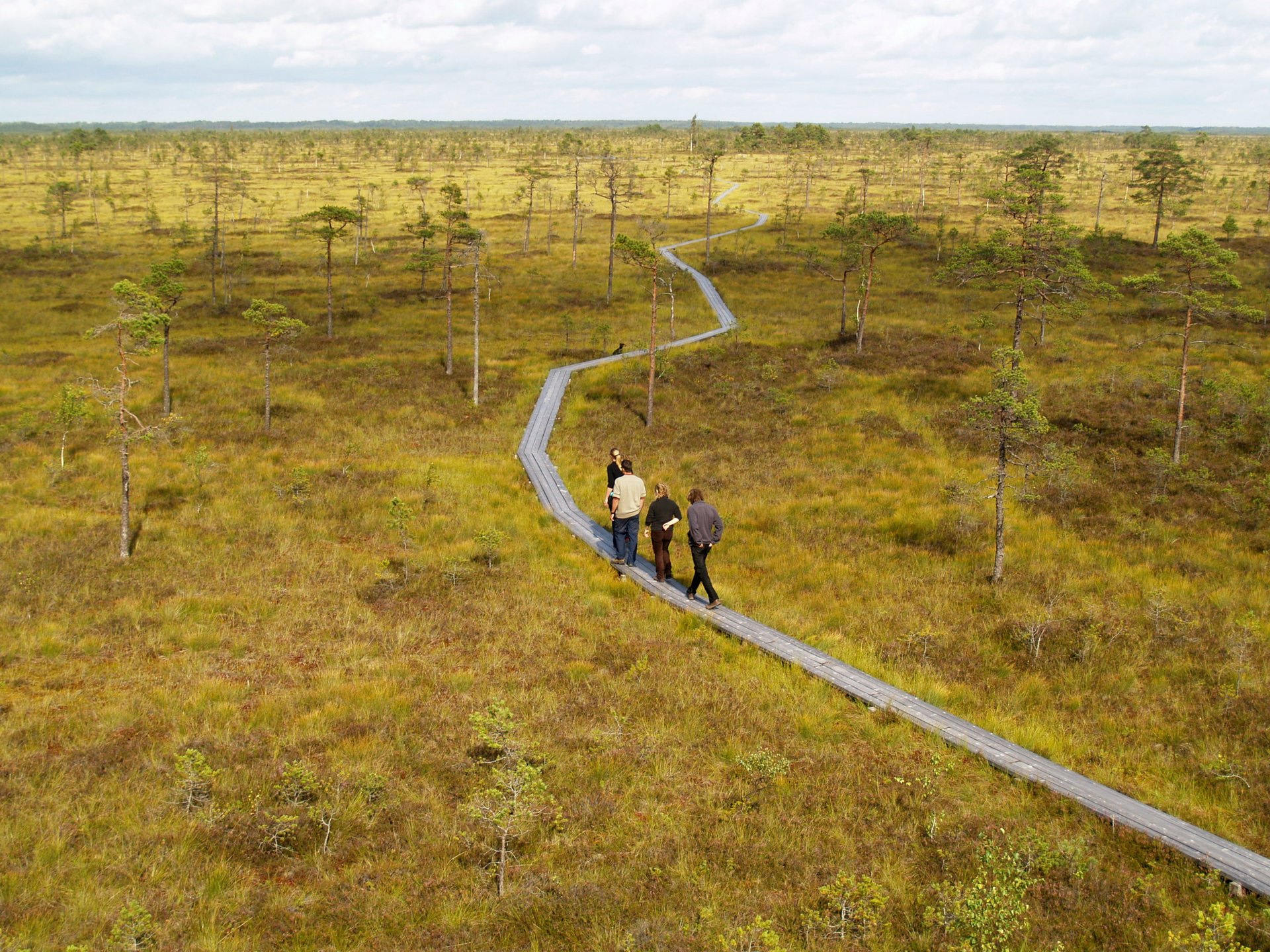 Bog Walking