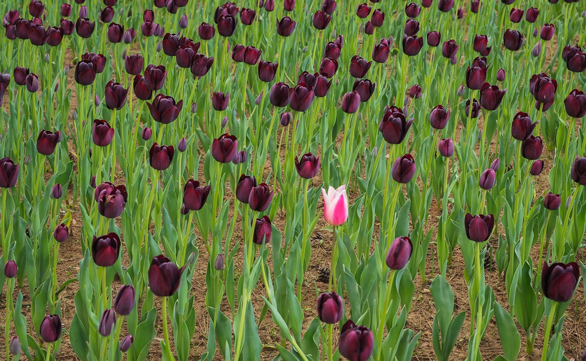 Flowering in Hitachi Seaside Park