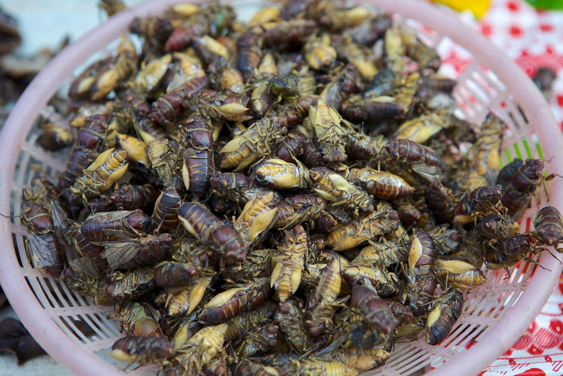 Edible Insects