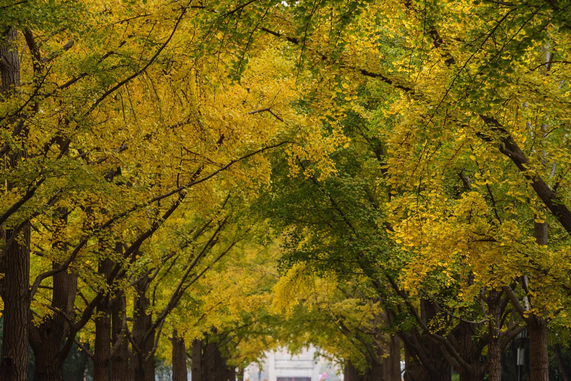 Straßen von Ginkgo