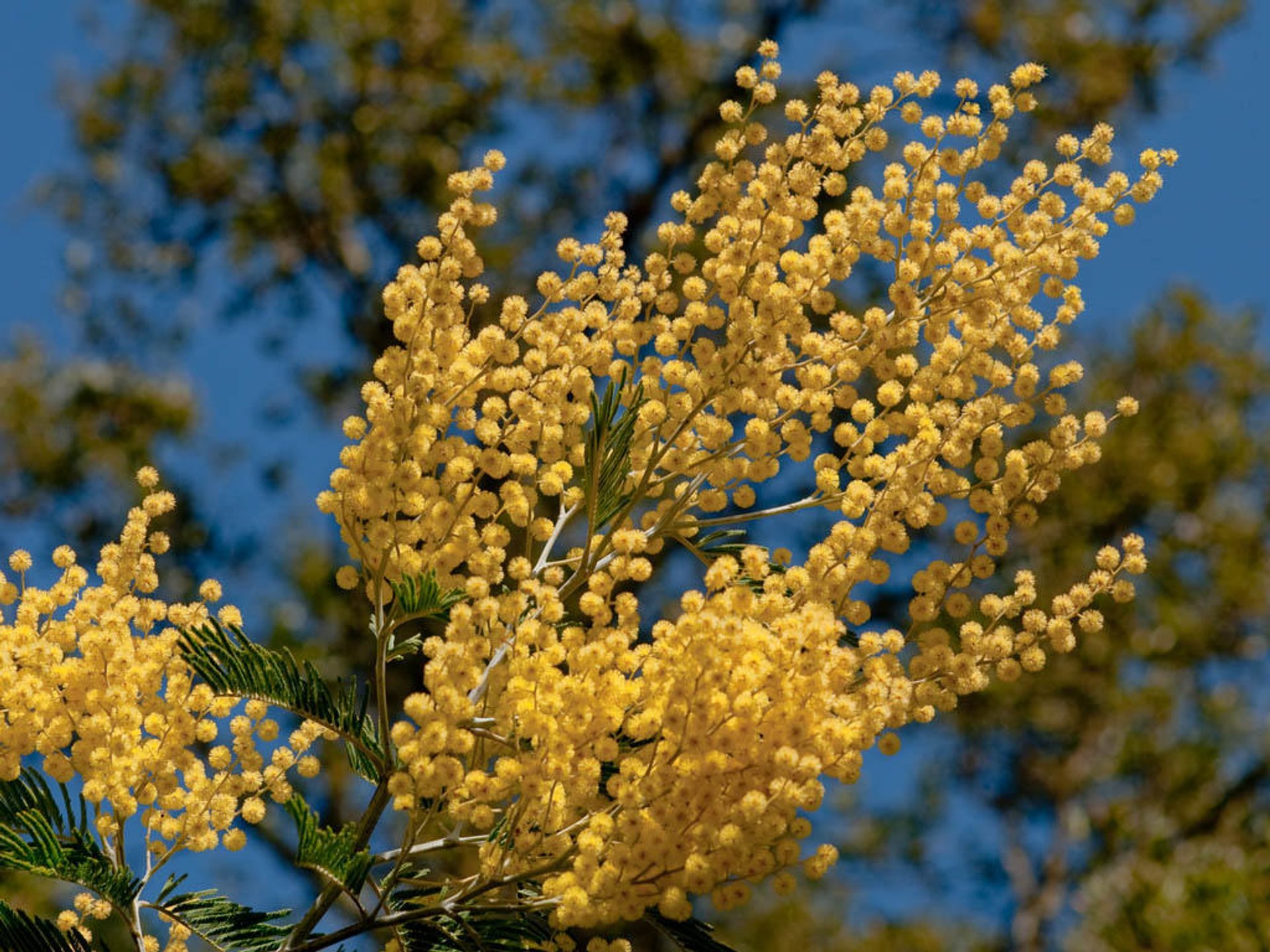 Percorso Mimosa