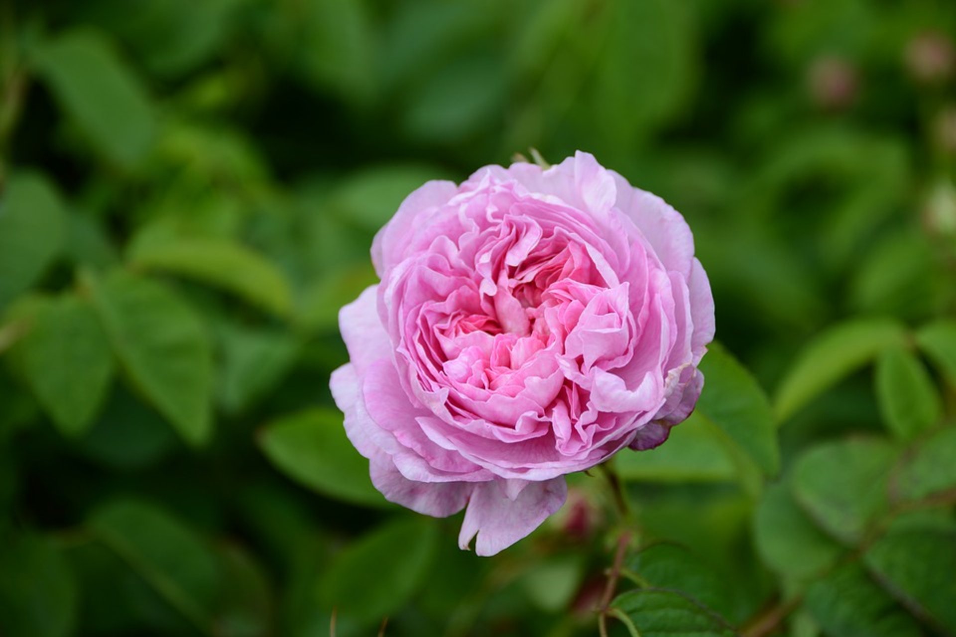 Centifolia Rose e Jasmim Colheita