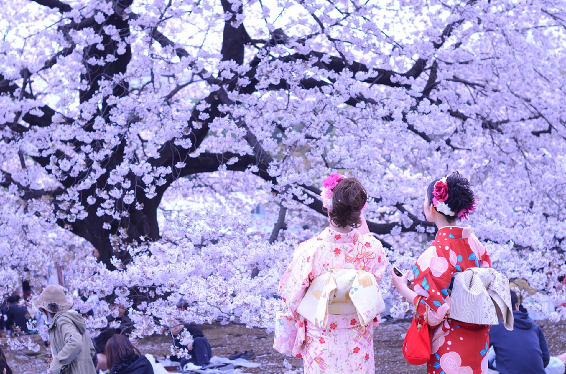 Best Time For Hanami Season In Japan 2020 Rove Me