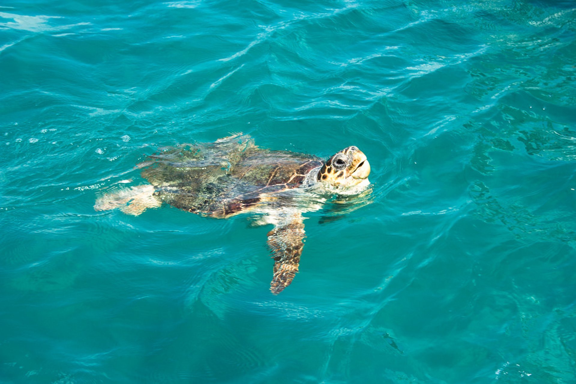 Tortugas de mar