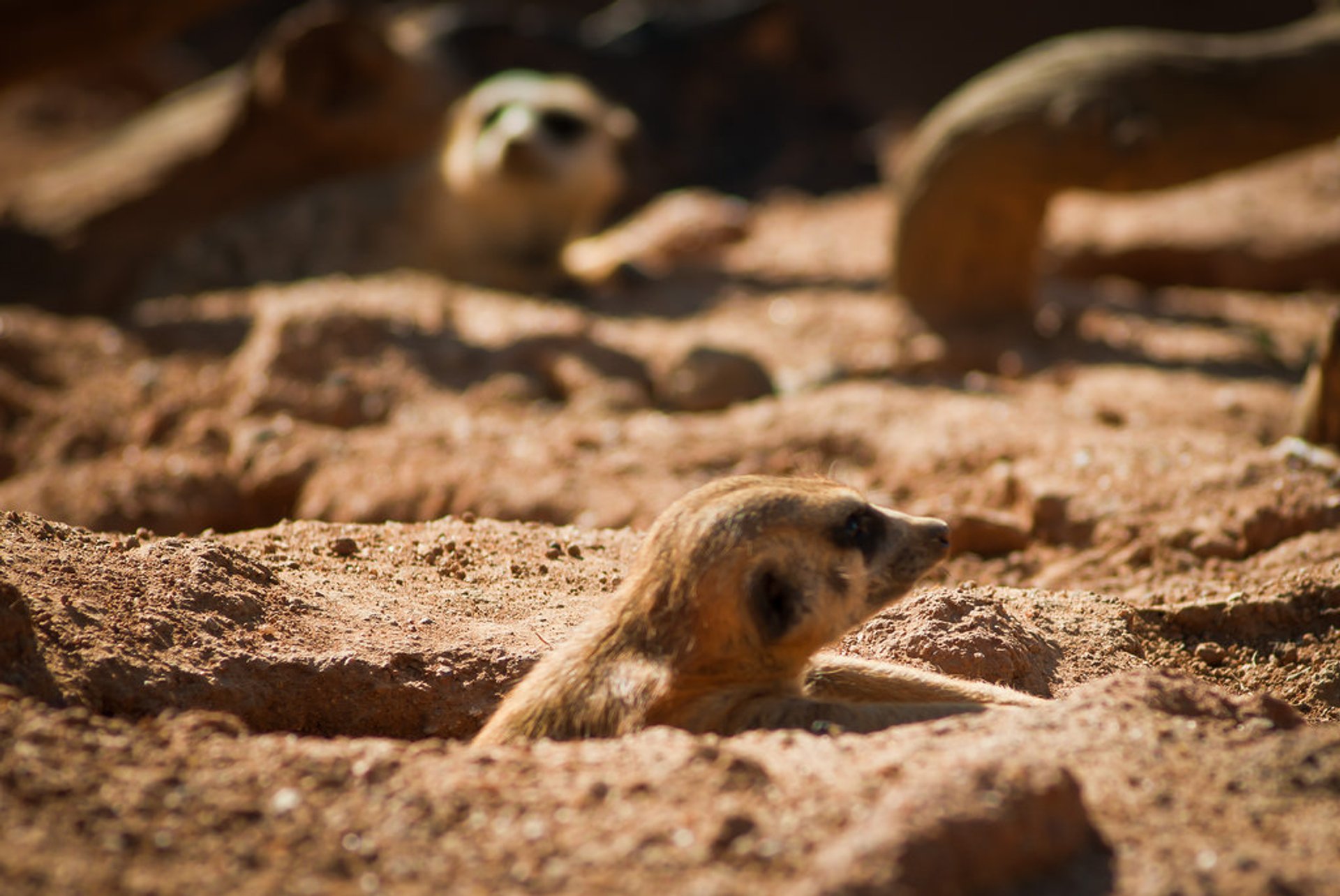 Meerkat Maravilla al amanecer