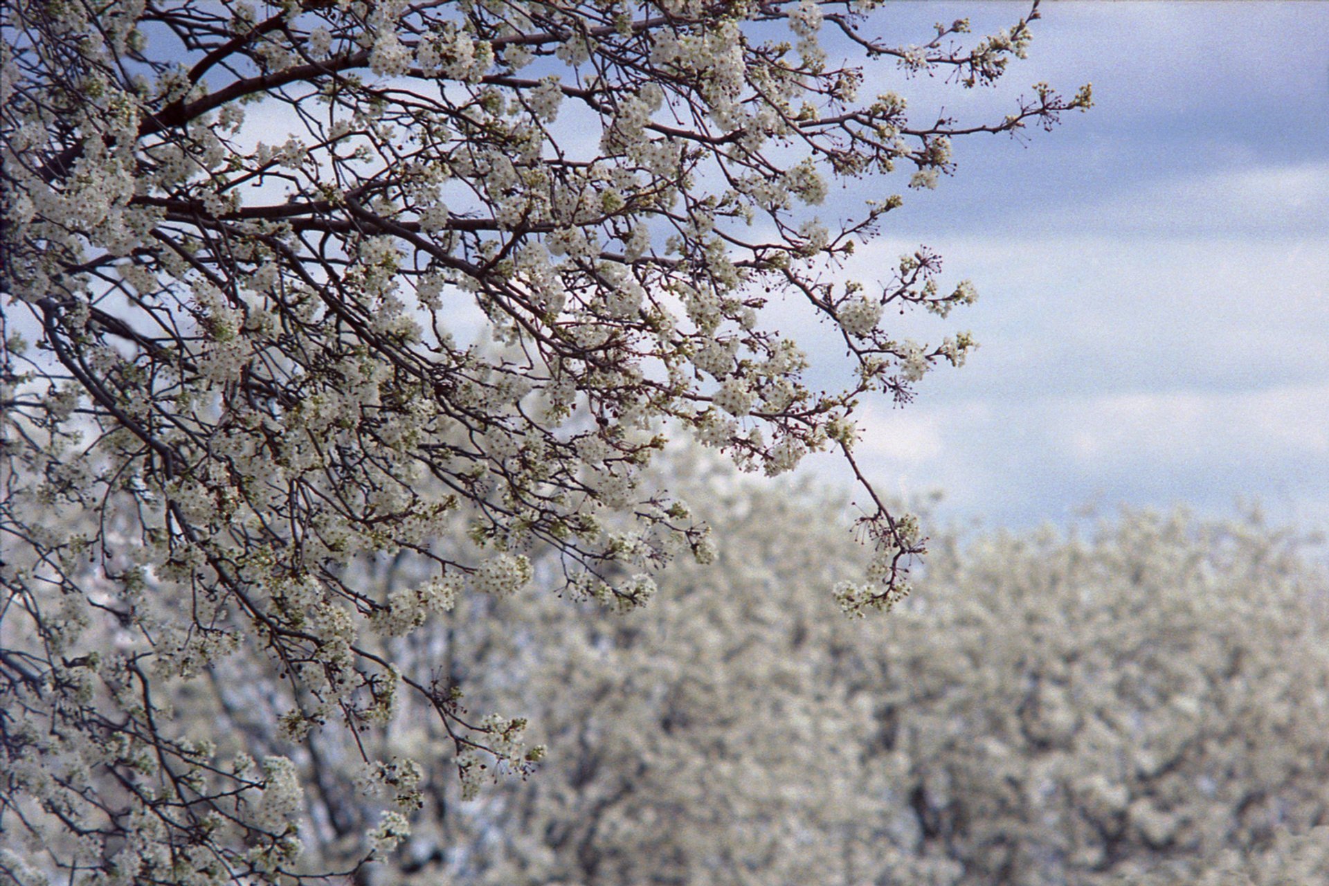 Cerezos en flor