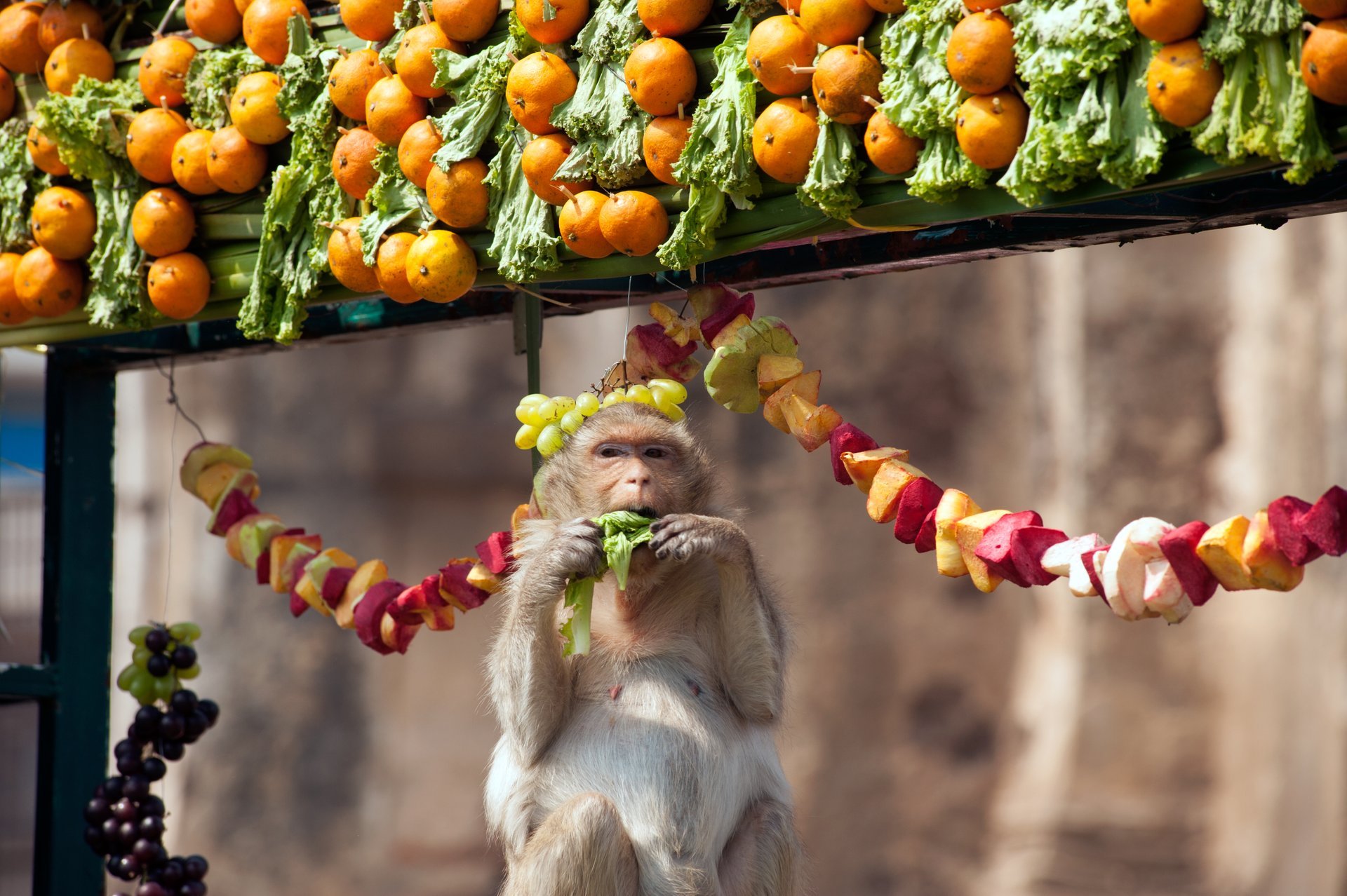 Festival do Banquete dos Macacos de Lopburi