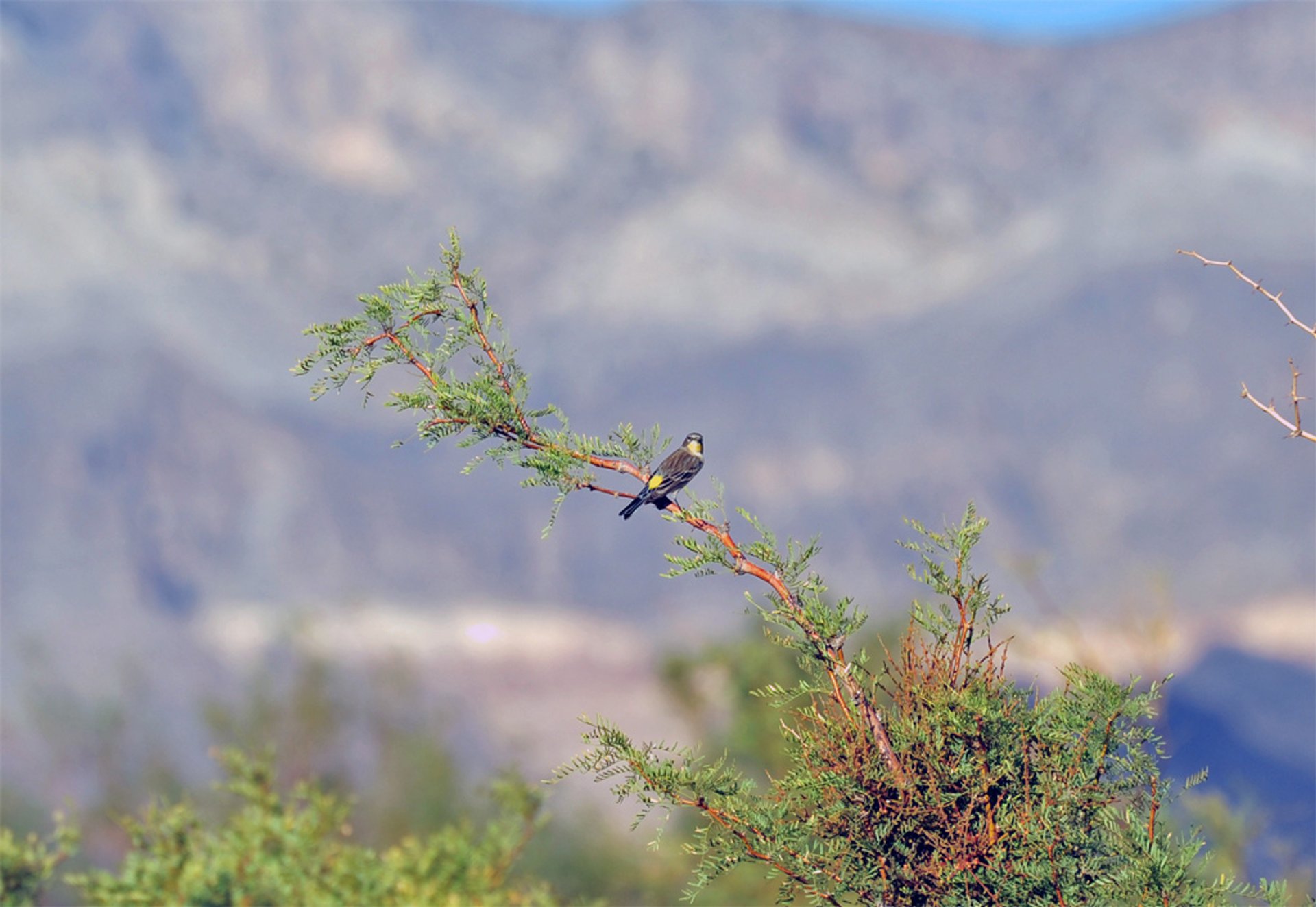 Birdwatching in Corn Creek