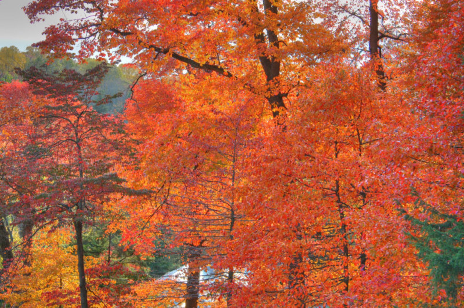 Couleurs D'automne Variés D'une Forêt Mixte Dans La Région De La