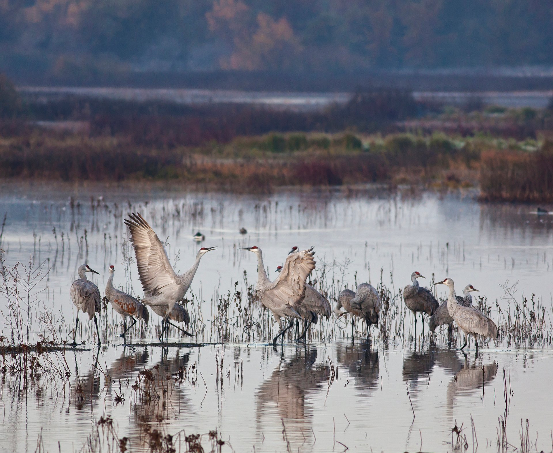 Migration de la grue du Canada