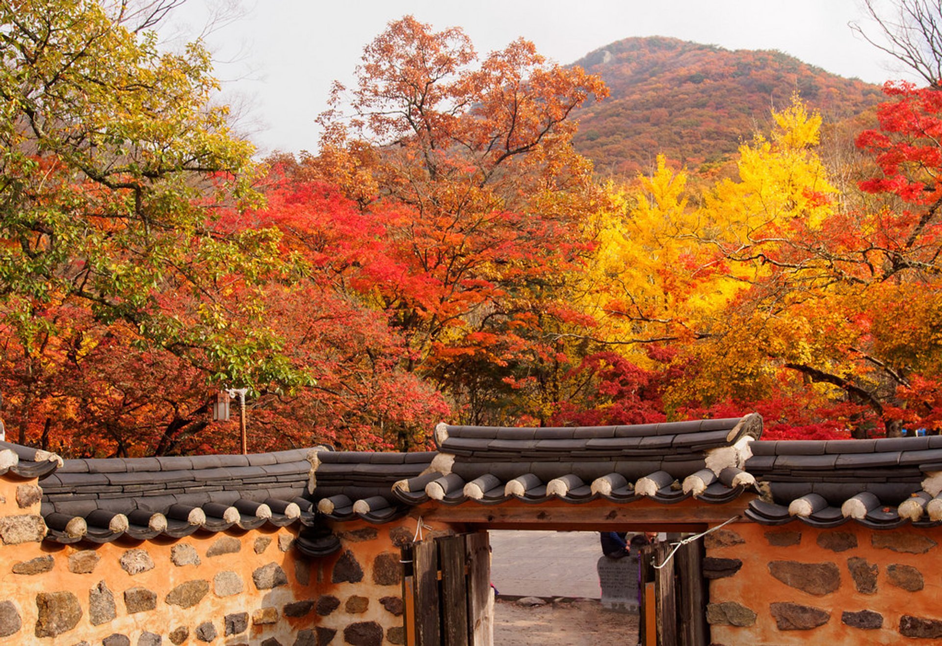 Wonder What It Is Like To Experience Autumn In South Korea? Seoulbox