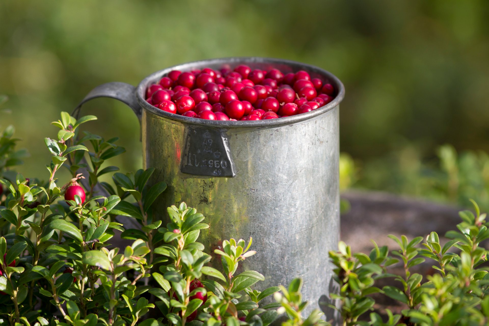 Stagione dei frutti di bosco