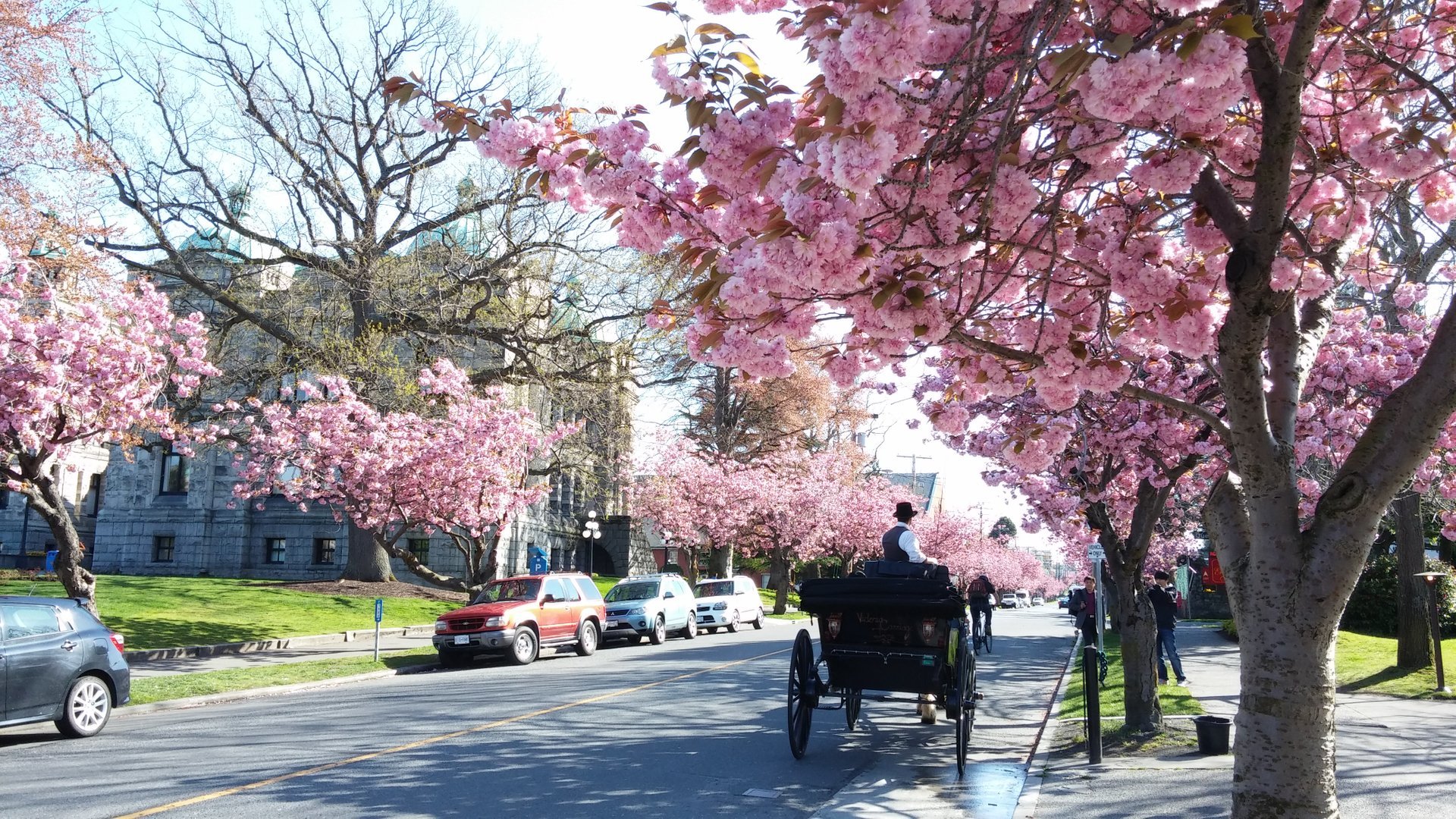 Cherry Blossom in Victoria