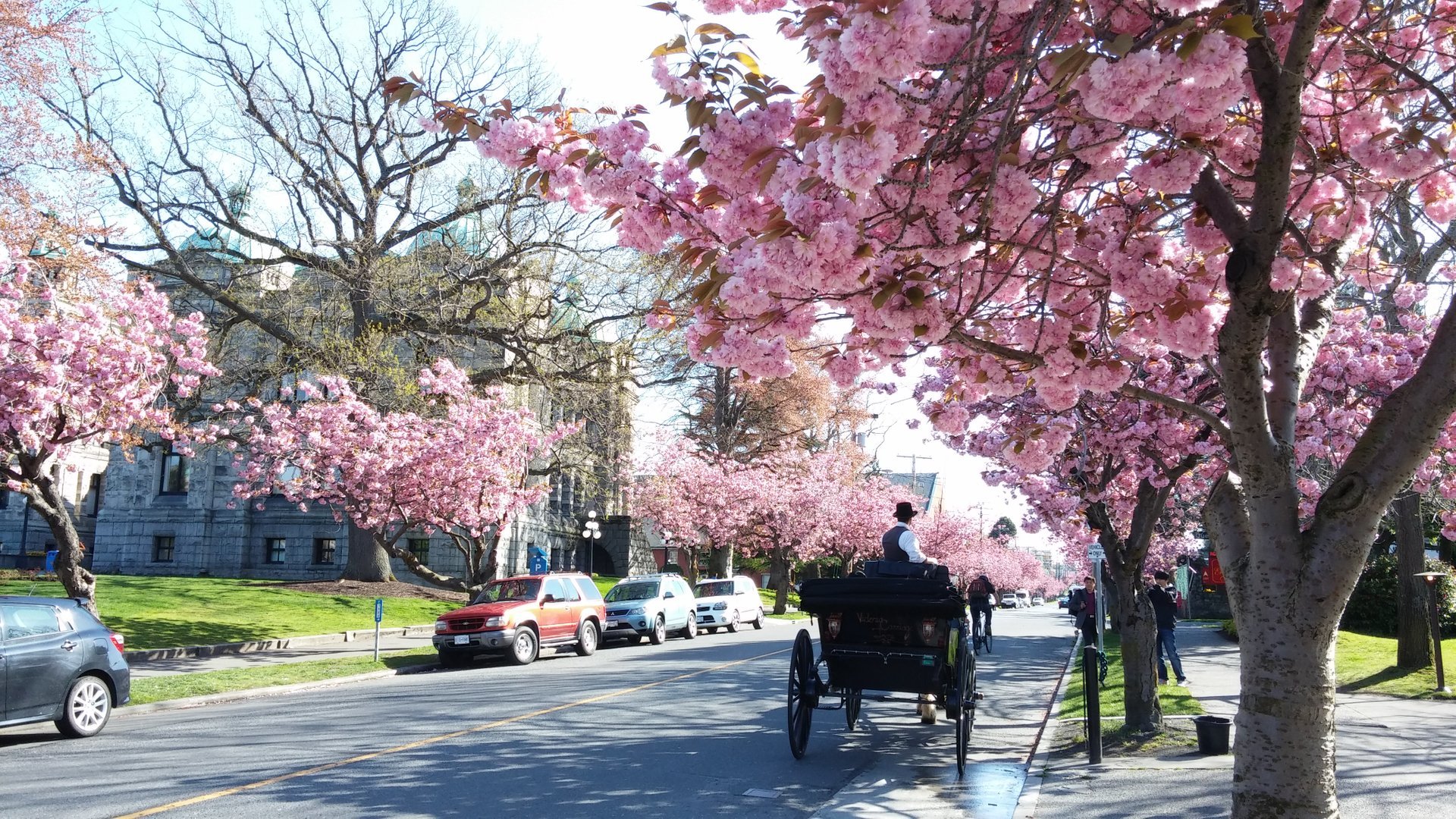 Its Cherry Blossom Season! - Victoria Regent Waterfront Hotel & Suites