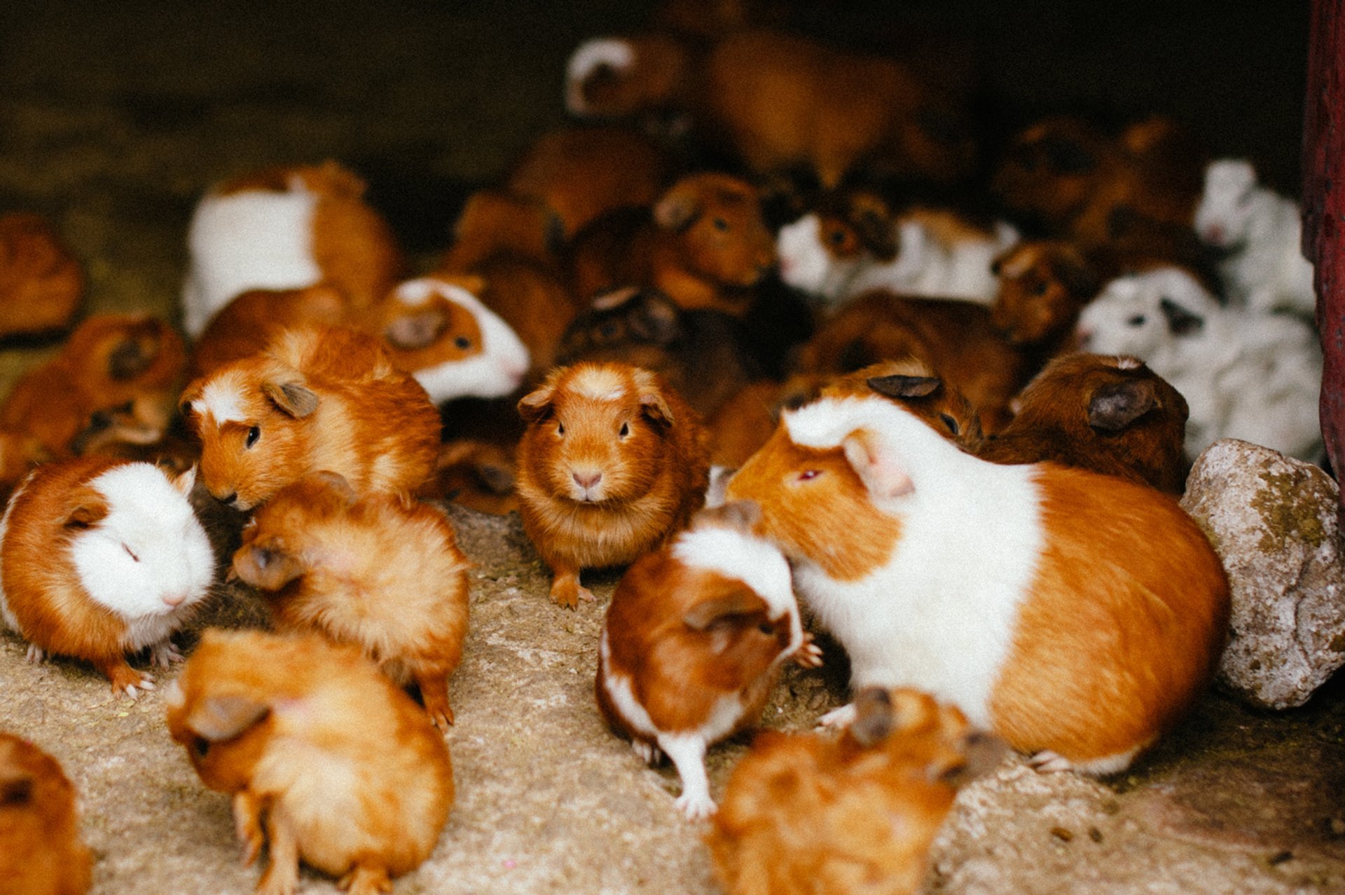 Festival des cochons de Guinée