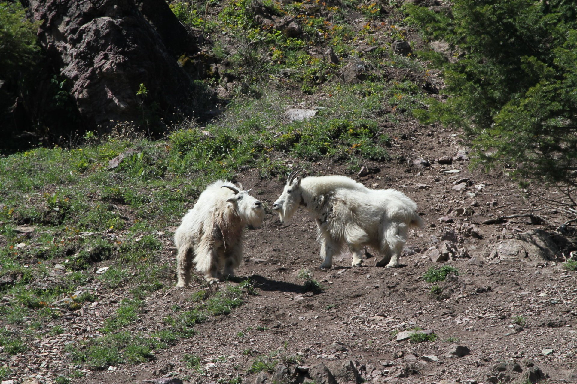 Cabras blancas