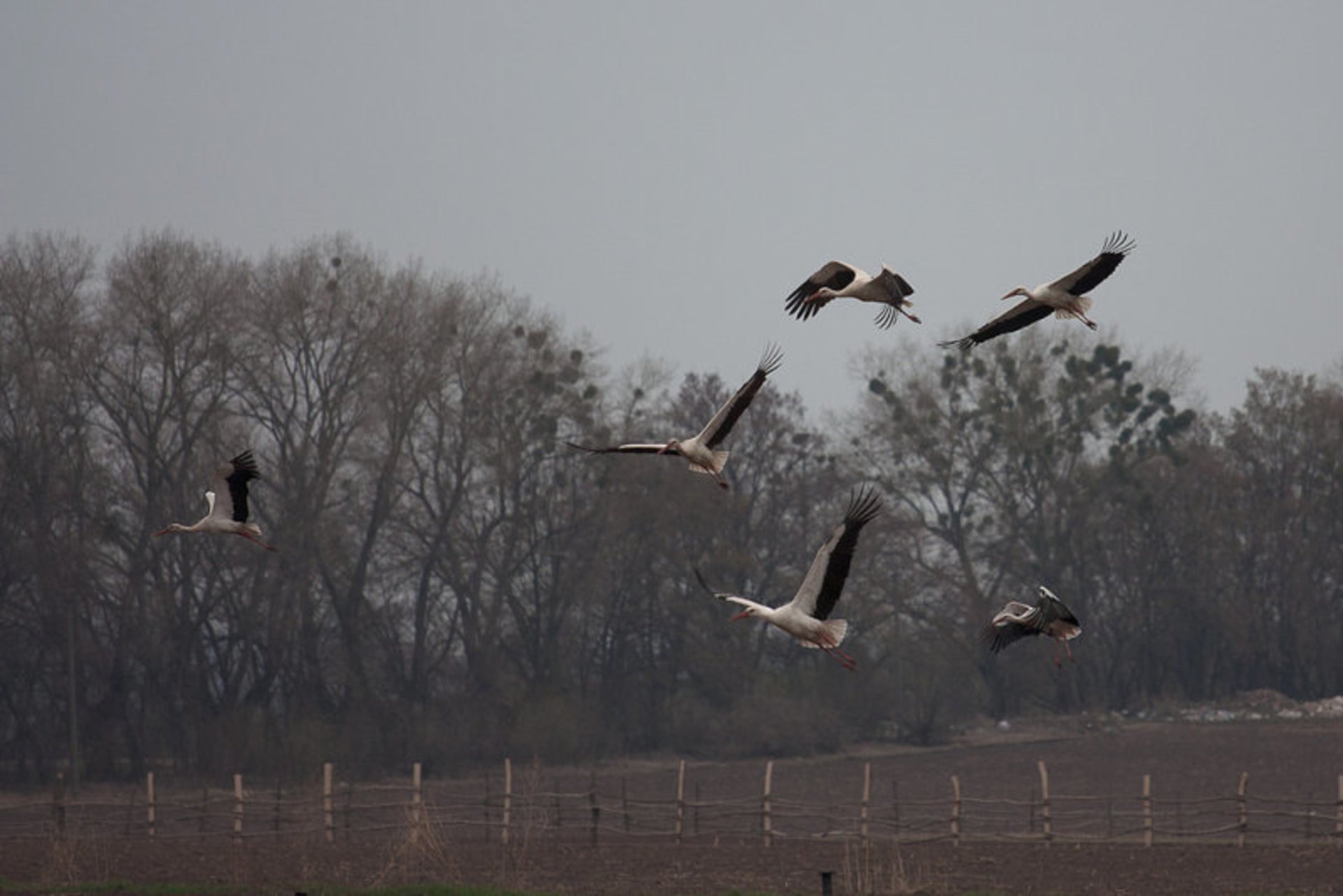 White Storks