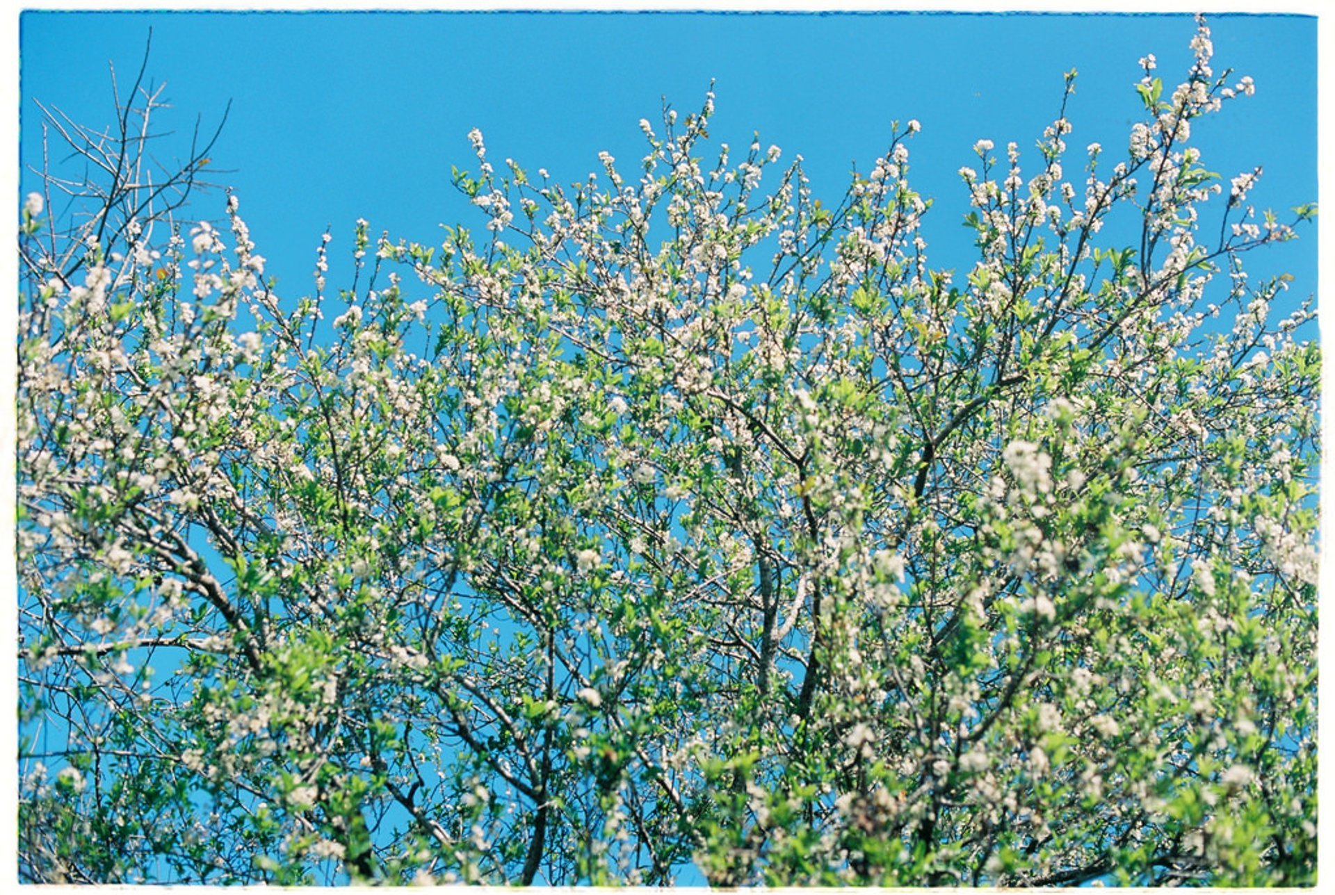 Pflaumenblüten Saison