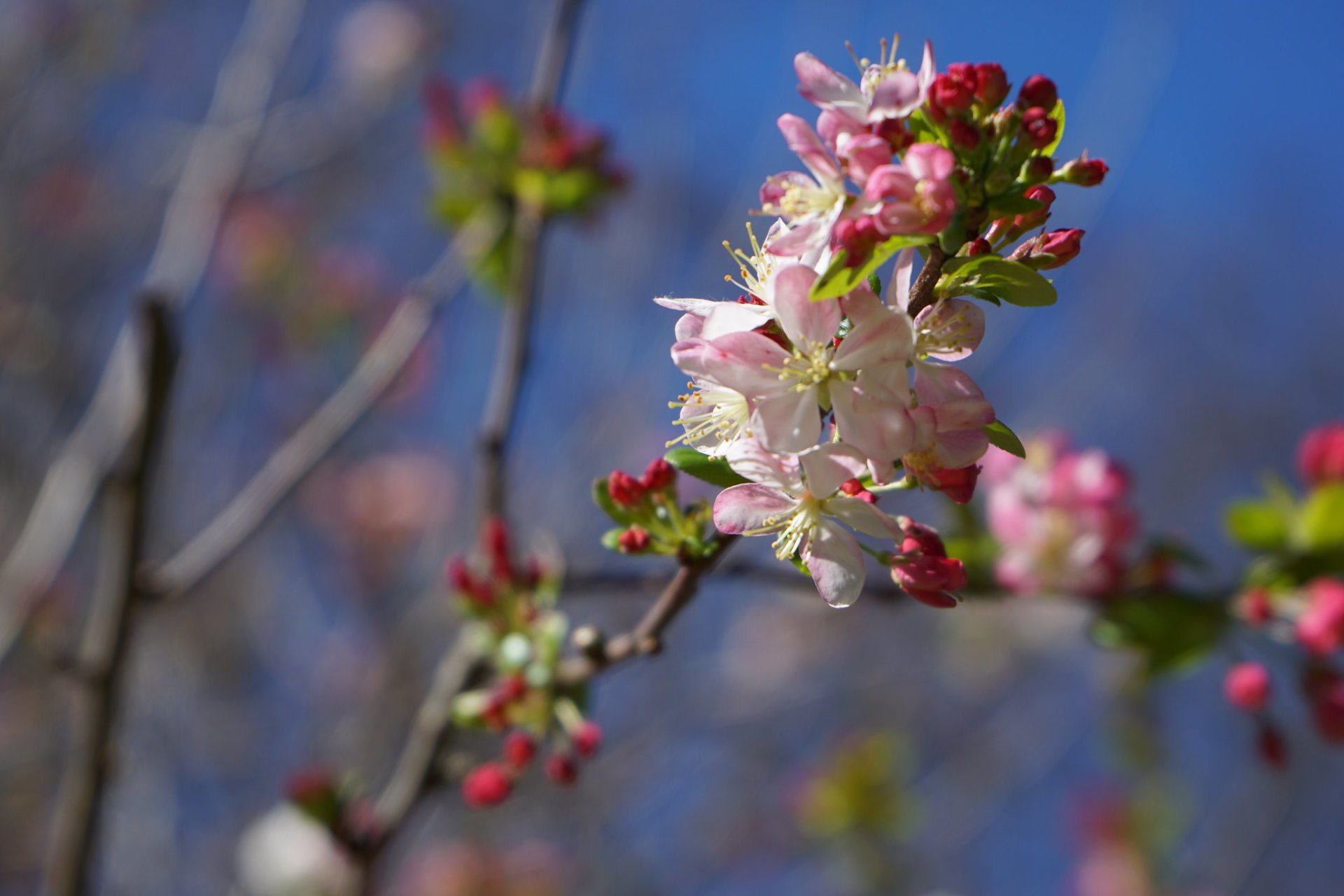 Festival des cerisiers en fleurs de Sydney