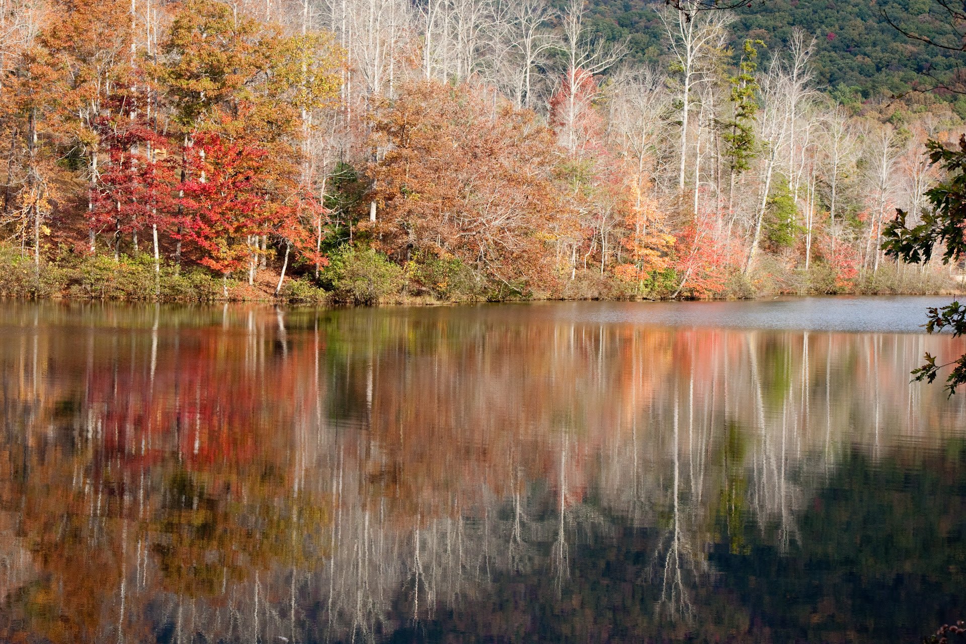 Colores de otoño de Carolina del Sur