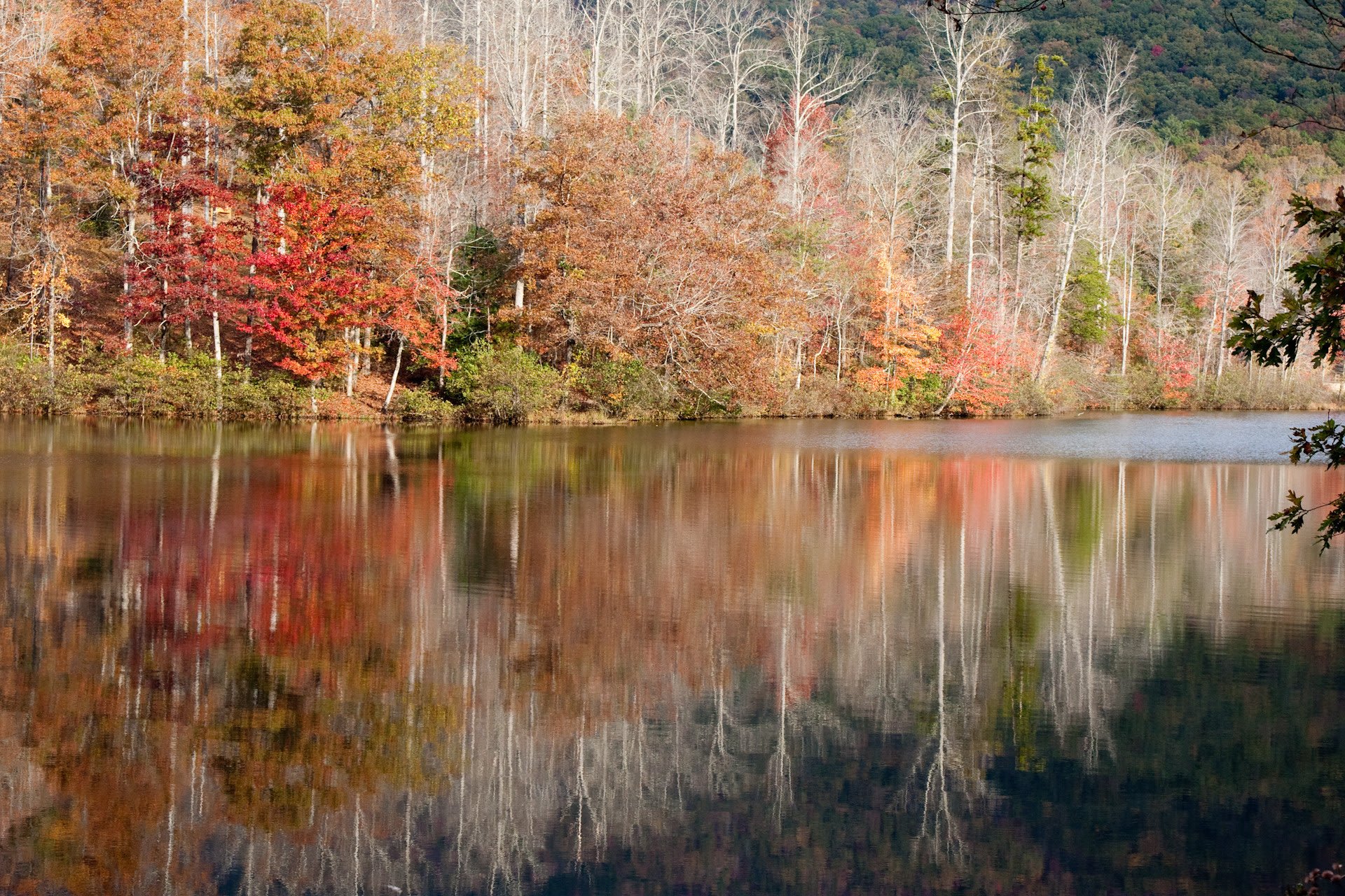 Couleurs d'automne de Caroline du Sud 