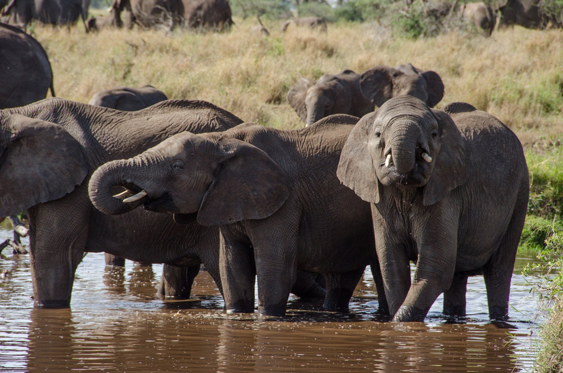 Les troupeaux d'éléphants